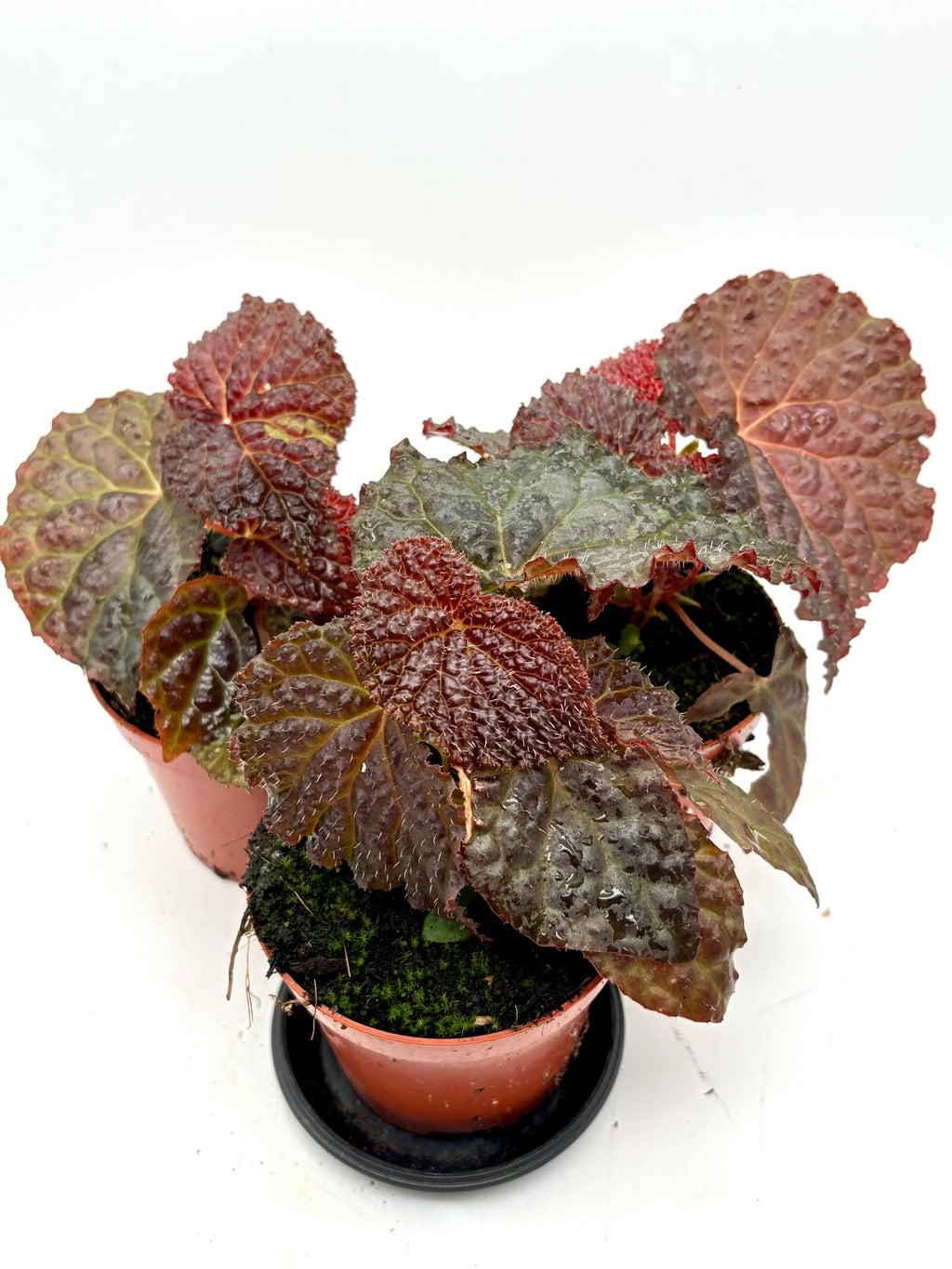 Begonia Black Mountain
