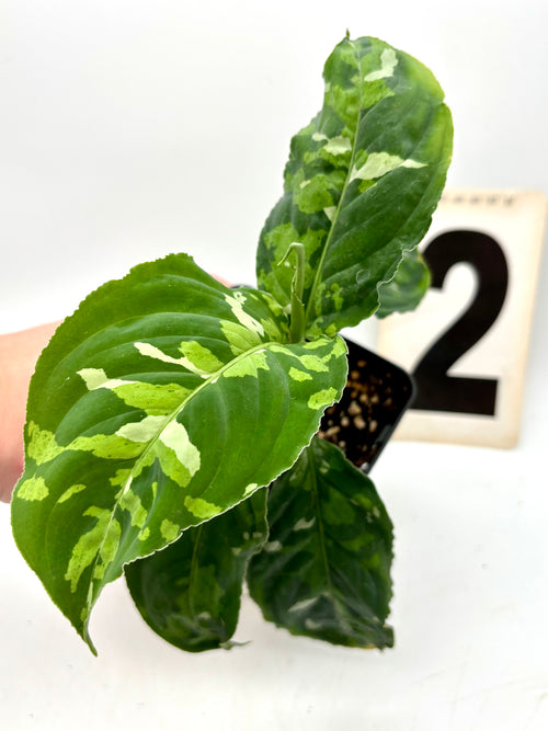 Aglaonema Pictum Tricolor
