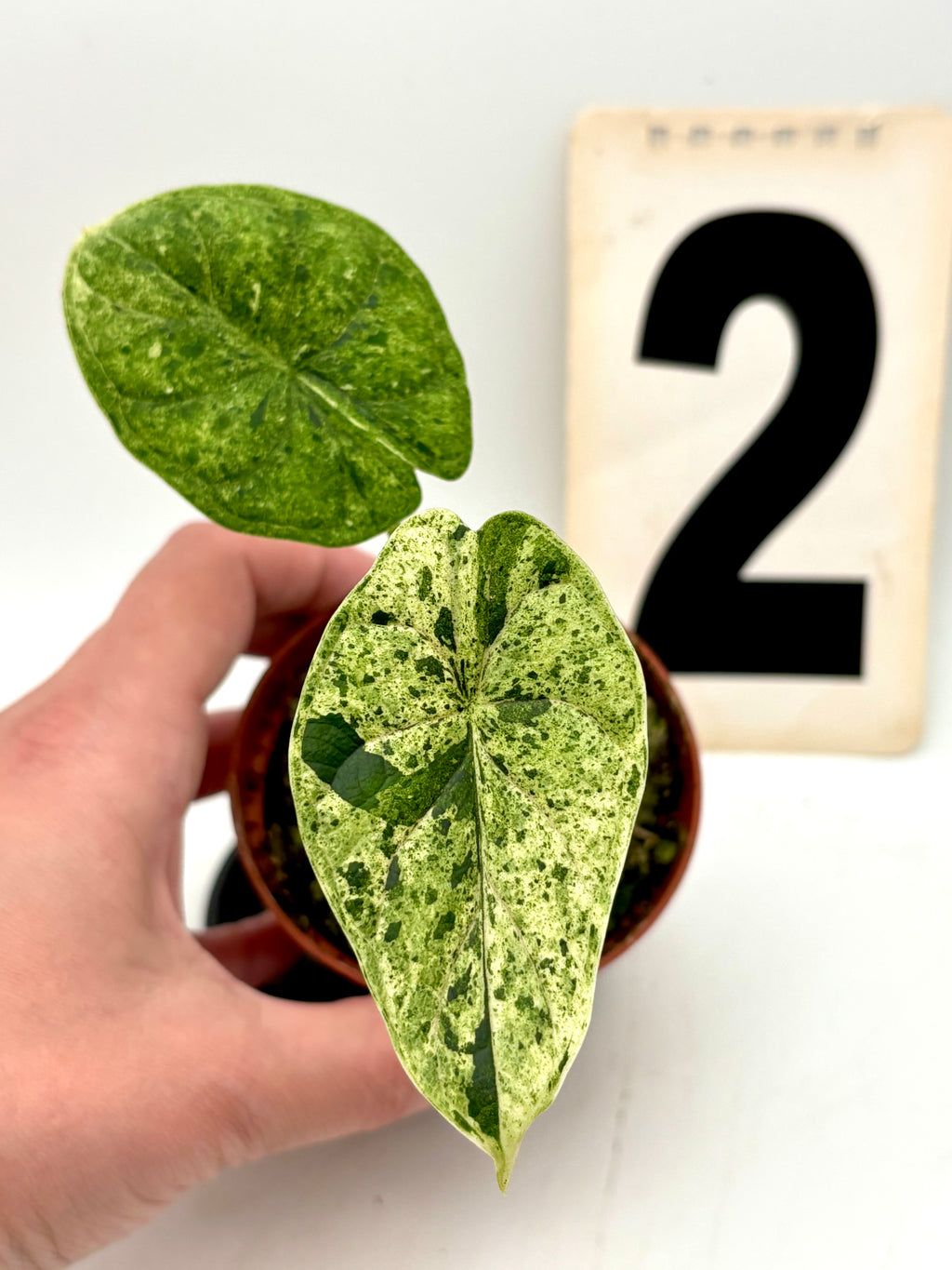 Alocasia Dragon Scale Mint Pflanze mit großen, gezackten Blättern und auffälliger Musterung, im Top für Zimmerpflanzen.