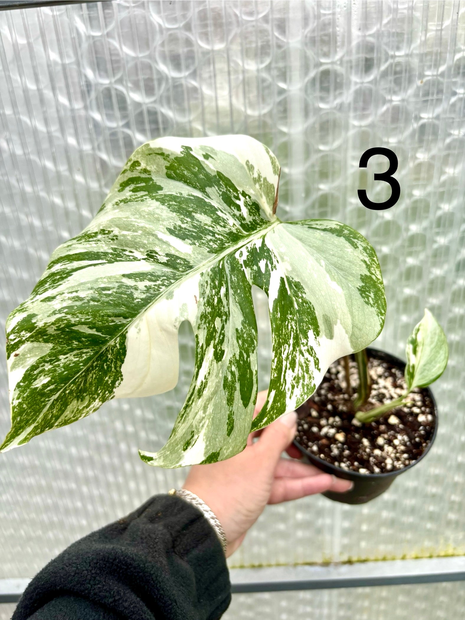 Monstera Variegata – Exotic-Flowers