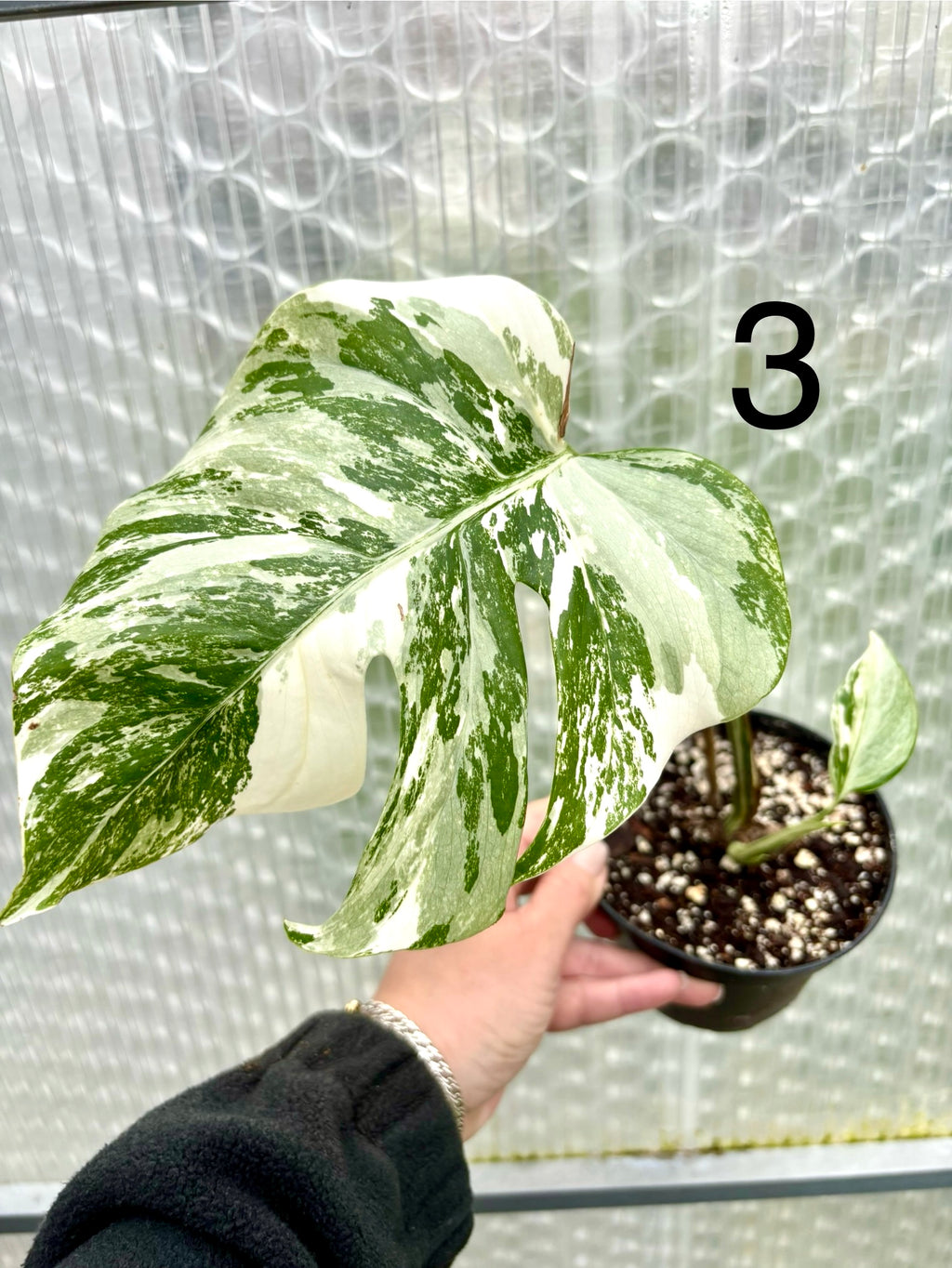 Variegierte Monstera Pflanze von Exotic-Flowers mit großen, grün-weißen Blättern, im Top auf einem Holztisch.
