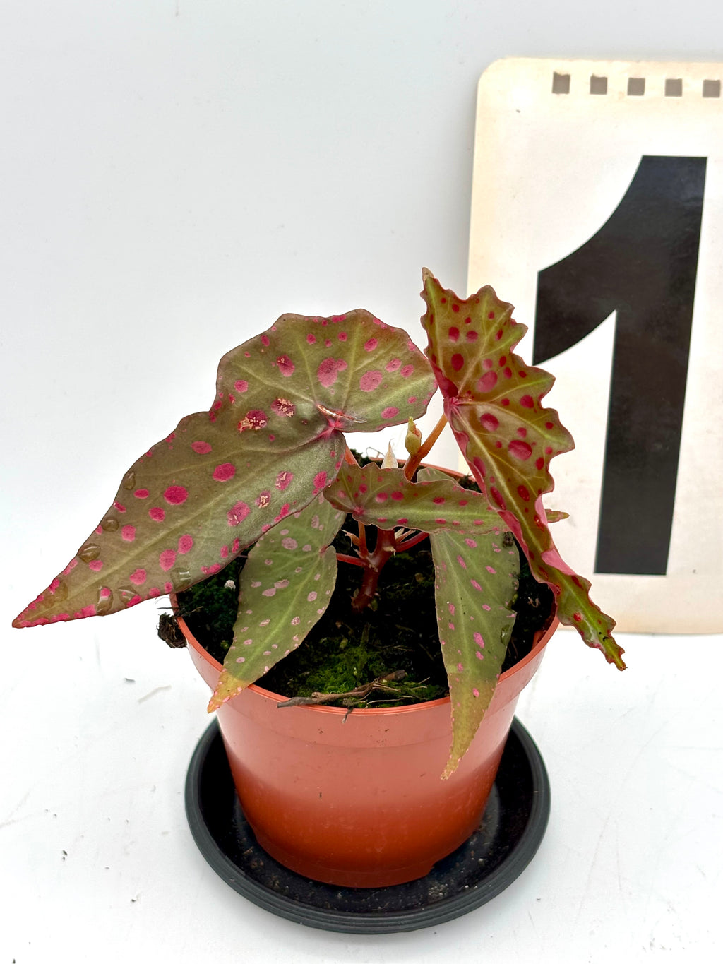 Begonia Amphioxus x Malachostict von Exotic-Flowers, zierliche Pflanze mit bunten Blättern, Nahaufnahme der Blätter und Stängel