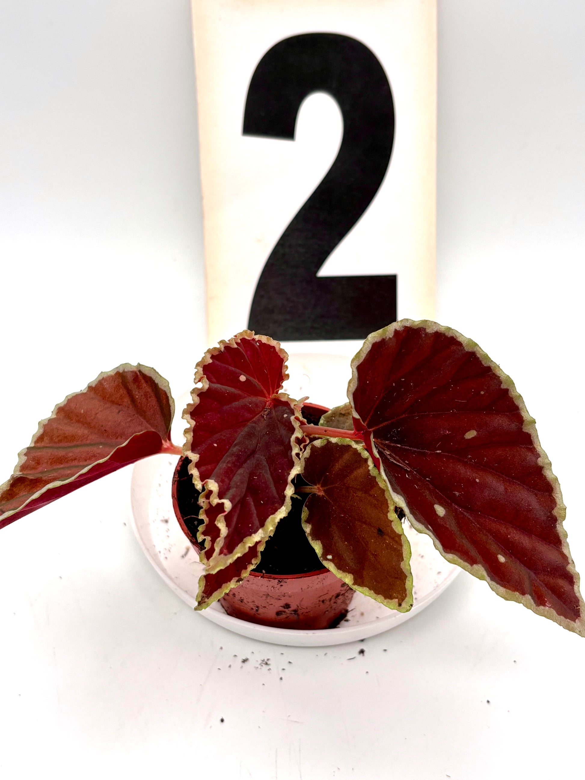 Begonia darthvaderiana ‘Green Spots’