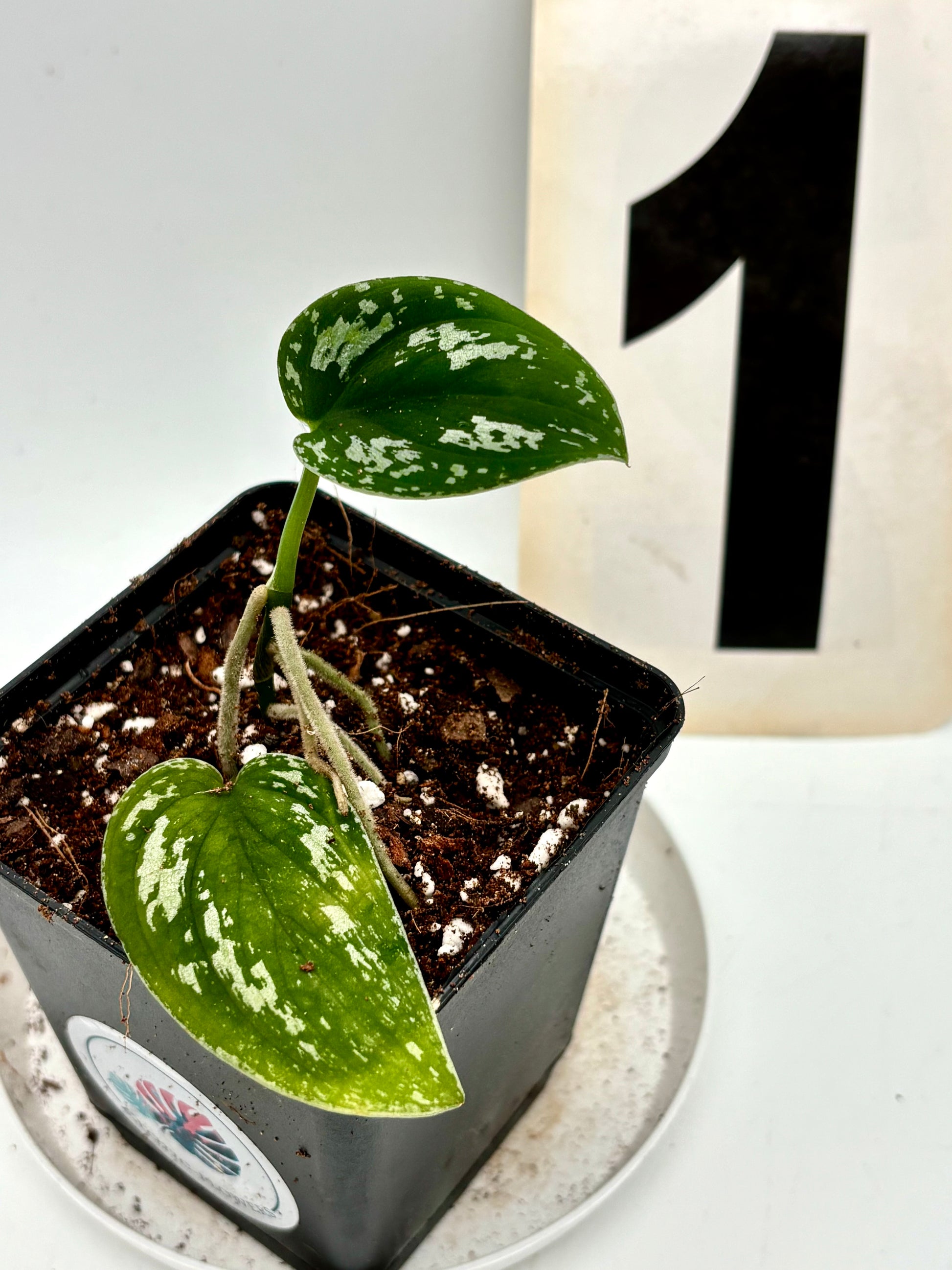 Scindapsus Pictus Tricolor