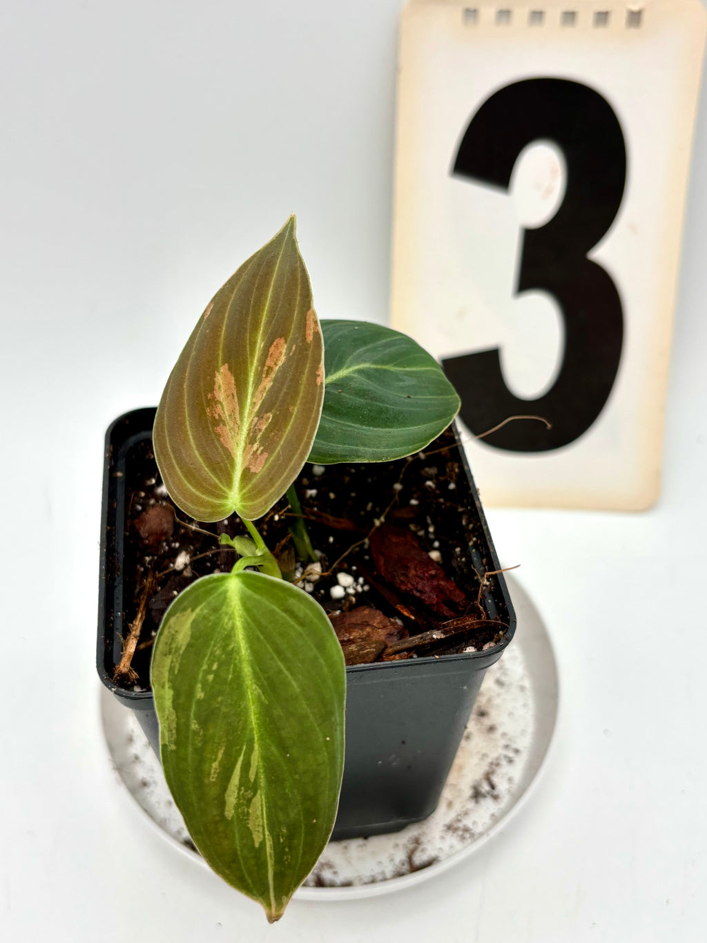 Philodendron Melanochrysum Variegata