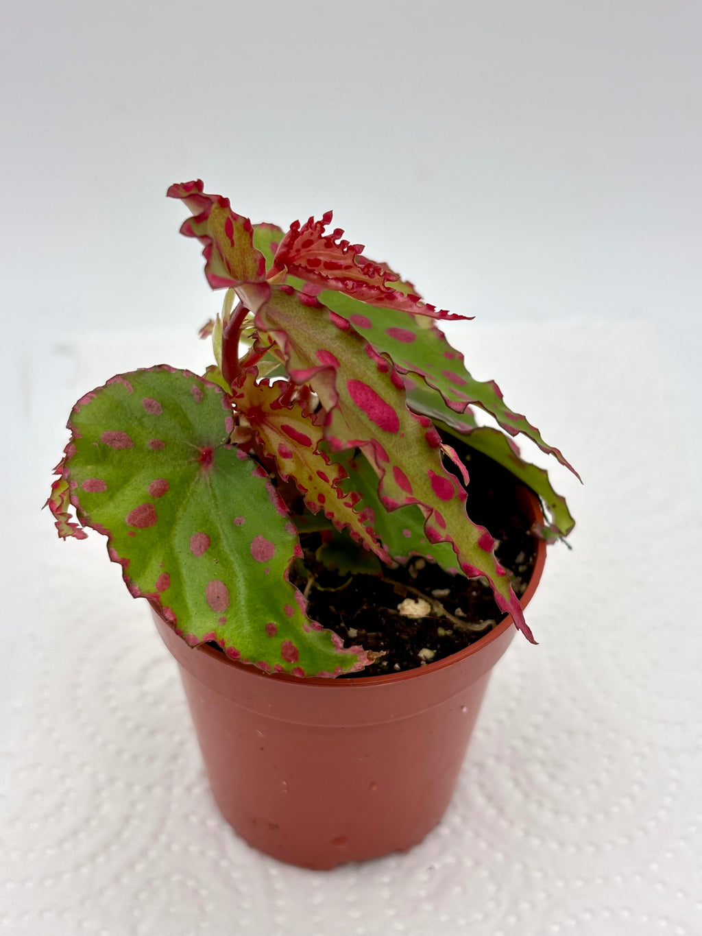 Begonia Pink Lava
