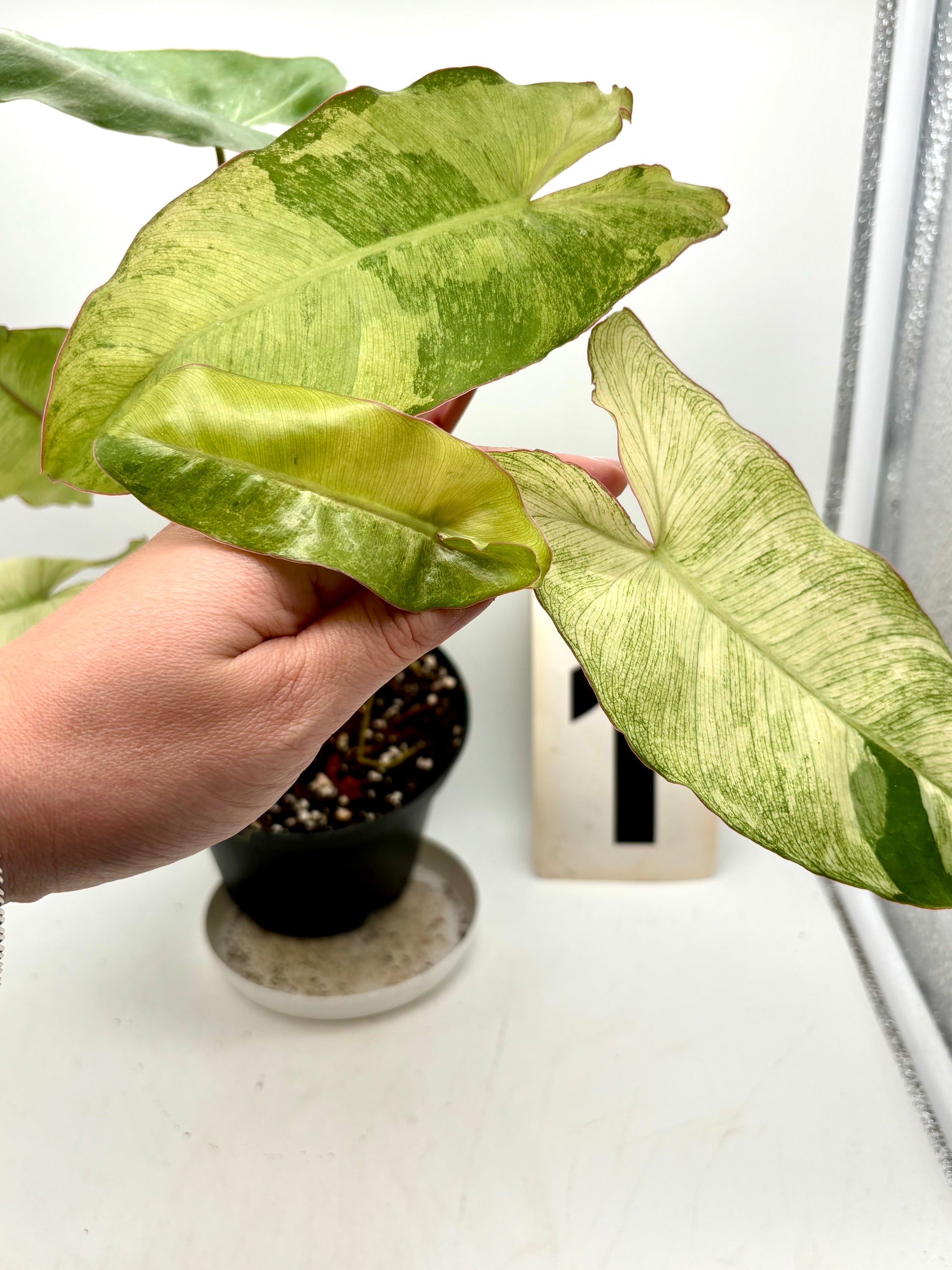 Philodendron Paraiso Verde Albo / Mint Variegata