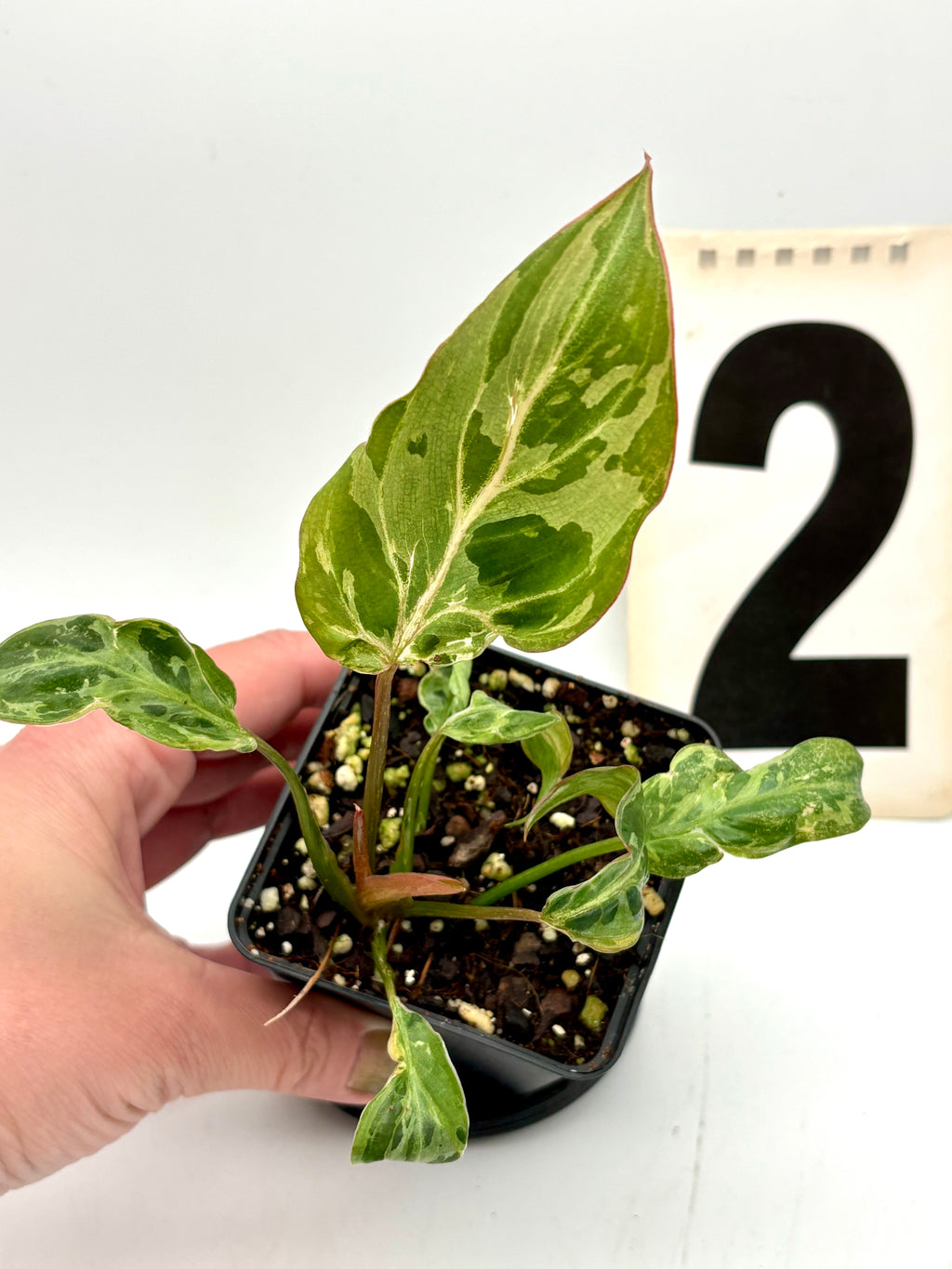 Philodendron Gloriosum Variegata / Snow Leopard - Jungpflanzen