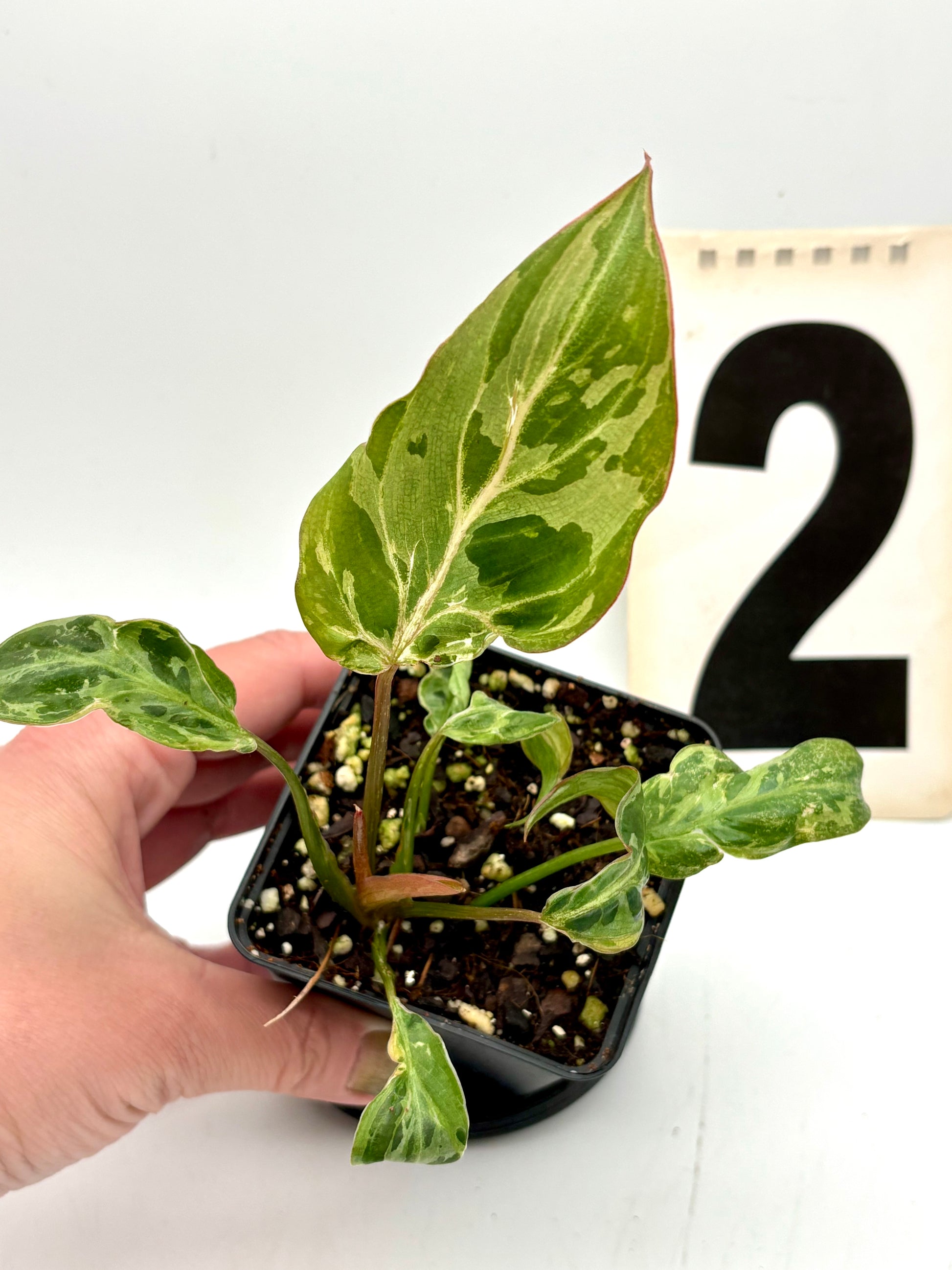 Philodendron Gloriosum Variegata / Snow Leopard - Jungpflanzen