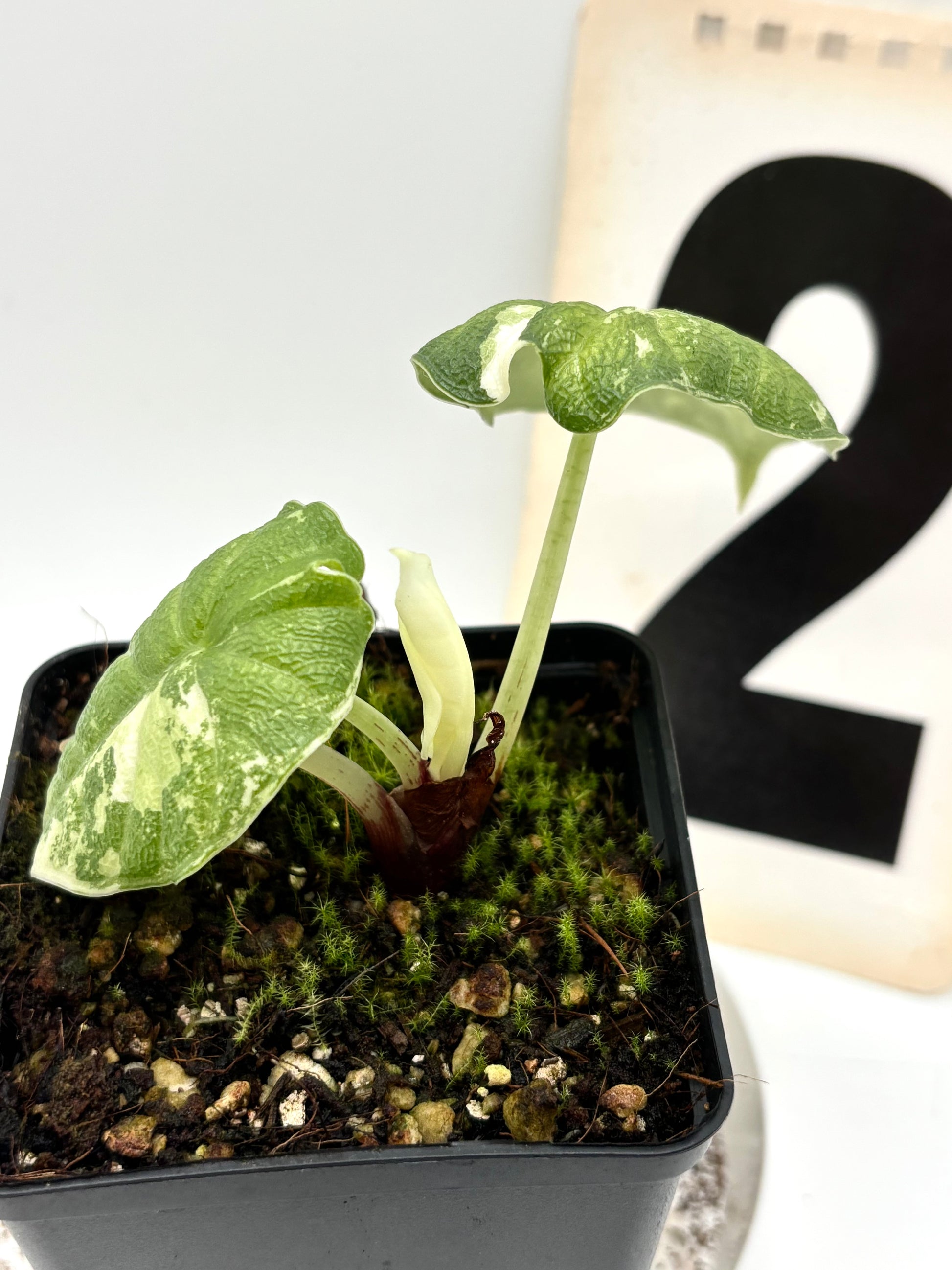 Alocasia Melo Albo Variegata