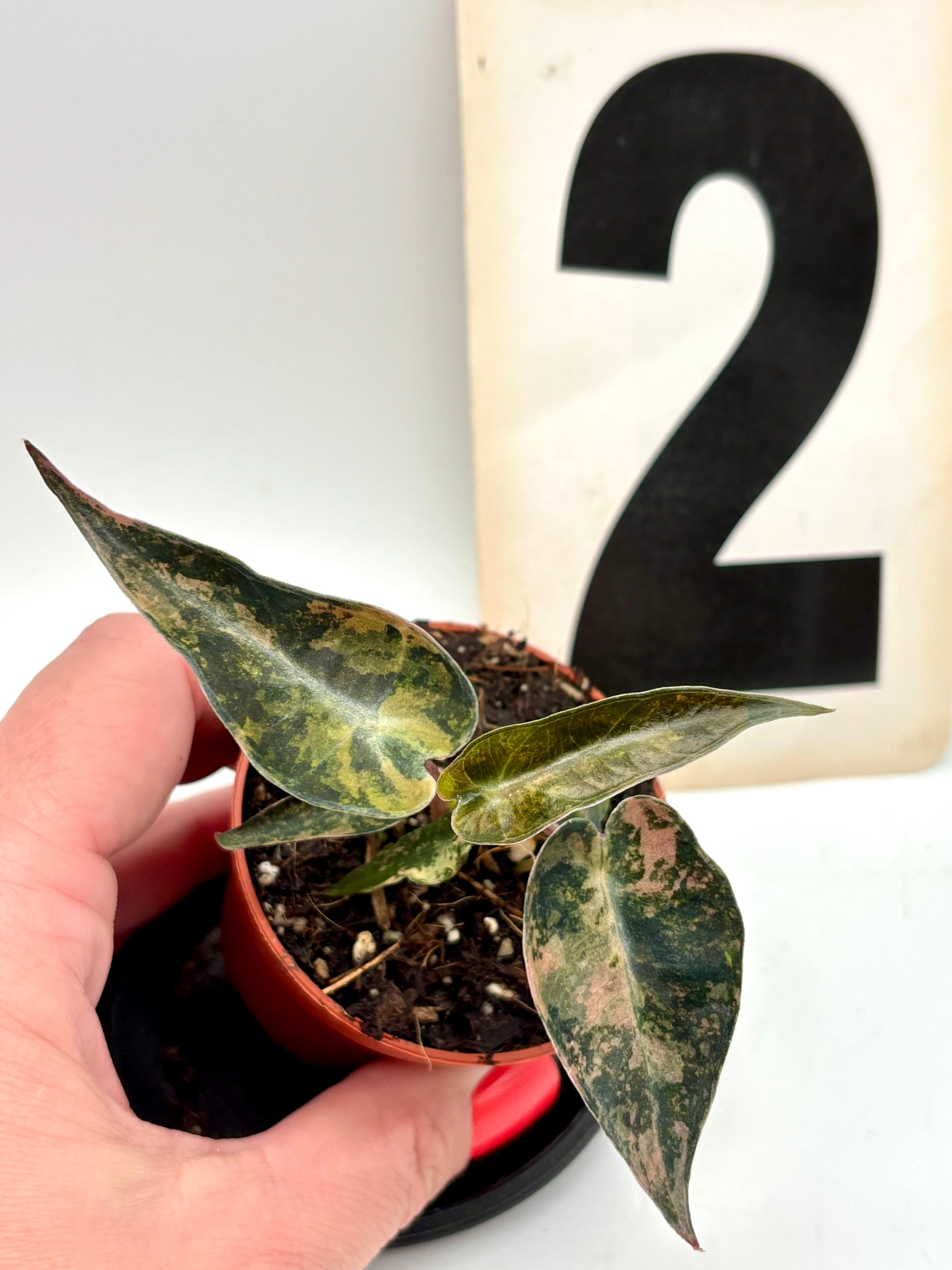 Alocasia Bambino Aurea Variegata von Exotic-Flowers, kleine Zimmerpflanze mit gelb-grünen, variierten Blättern auf dunklem Hintergrund