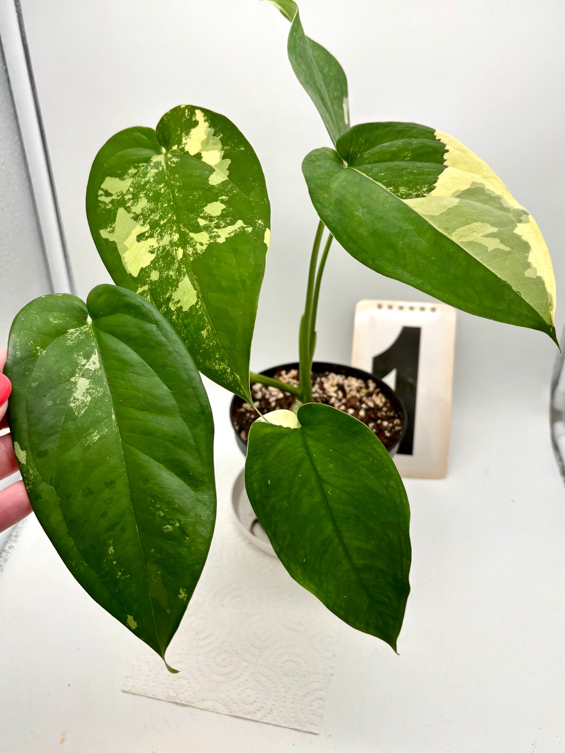 Syngonium Chiapense Variegata