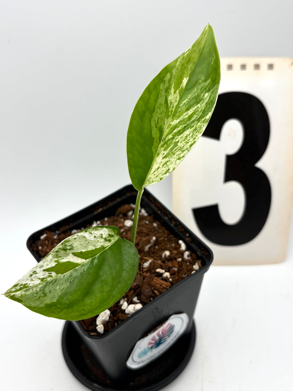 Epipremnum Pinnatum Marble Variegata Pflanze von Exotic-Flowers mit grünen und weißen marmorierten Blättern