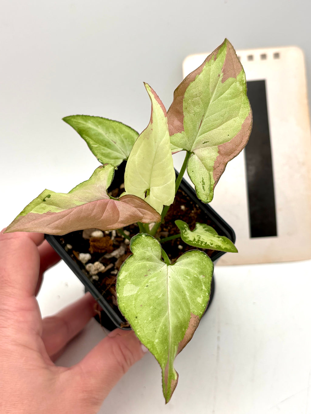 Syngonium Strawberry Milk Pflanze von Exotic-Flowers mit grünen Blättern und rosa-weißen Mustern, ideal für Zimmerpflanzen.