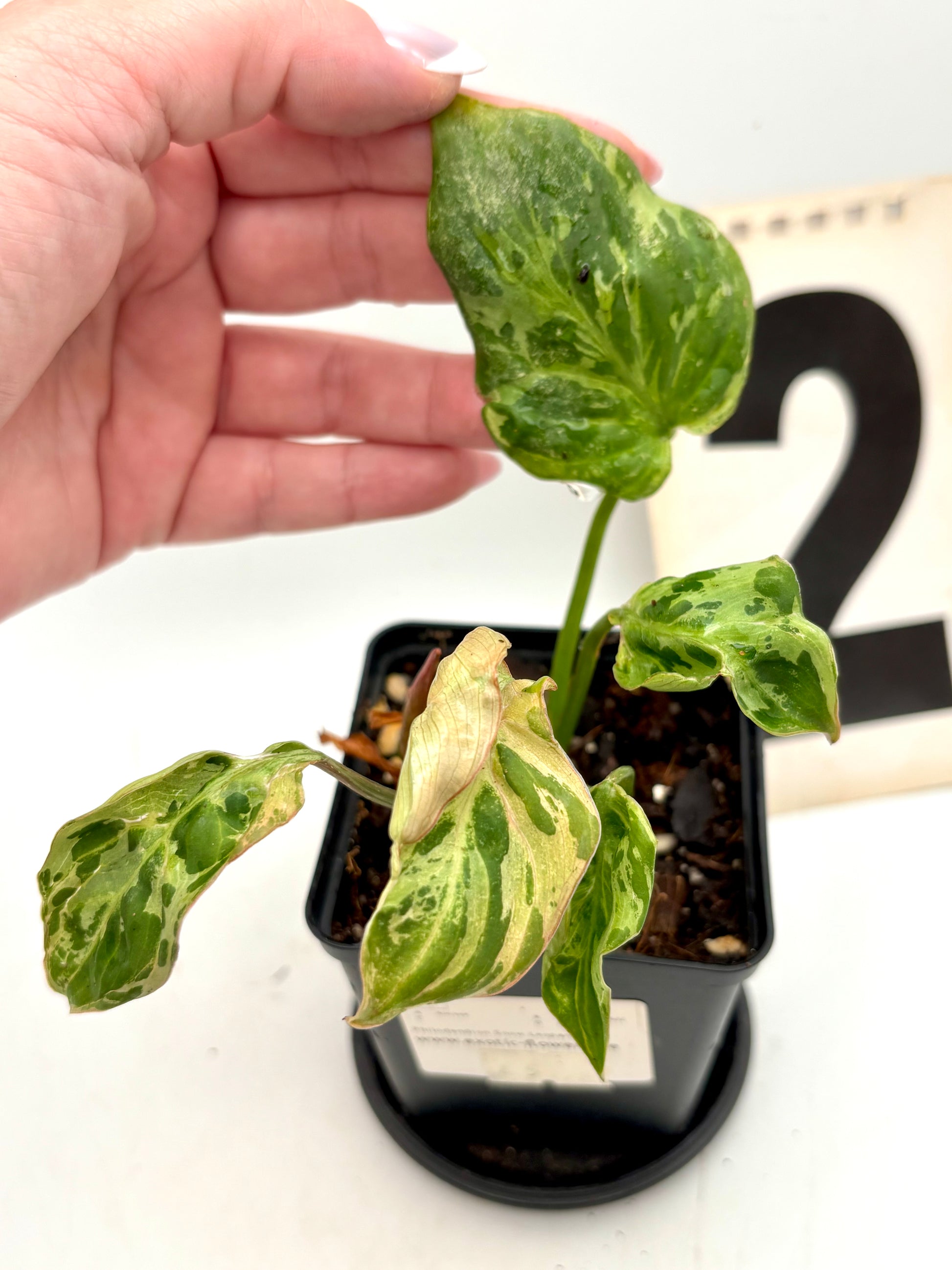 Philodendron Gloriosum Variegata / Snow Leopard - Jungpflanzen