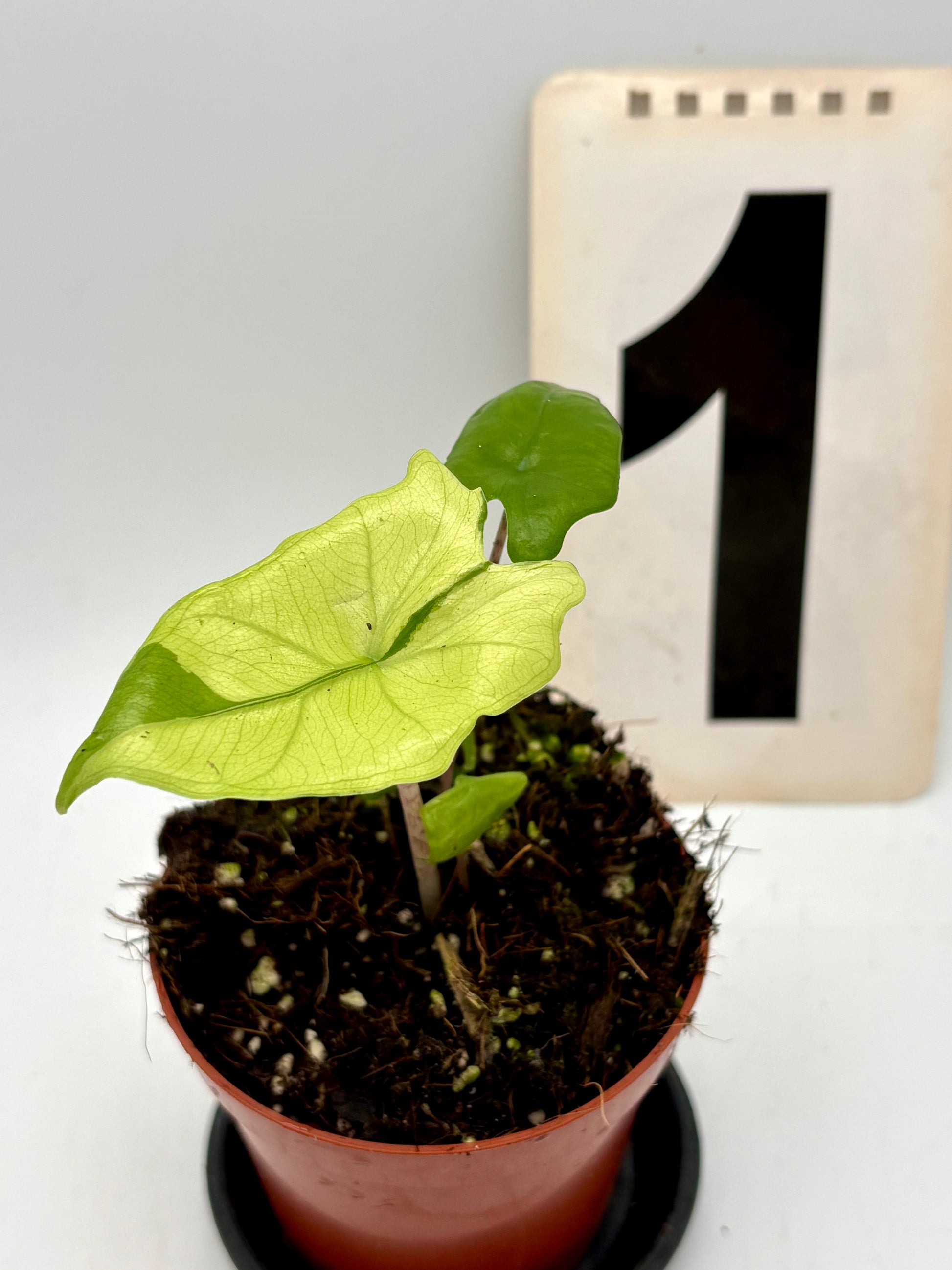 Alocasia Batwing Variegata