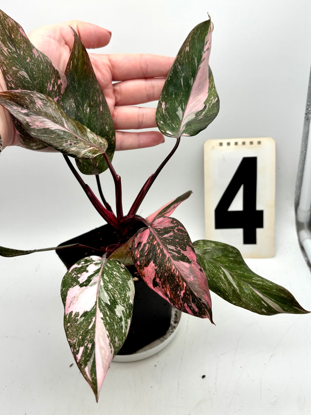 Exotic-Flowers Philodendron Pink Princess Marble, grüne Pflanze mit rosa und weißen Blättern, detailreiche Blattform und bunte Muster