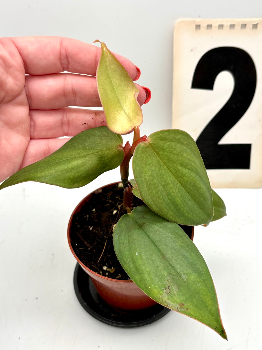 Exotischer Philodendron Burle Marx Fantasy von Exotic-Flowers mit großen, grünen, dekorativen Blättern.