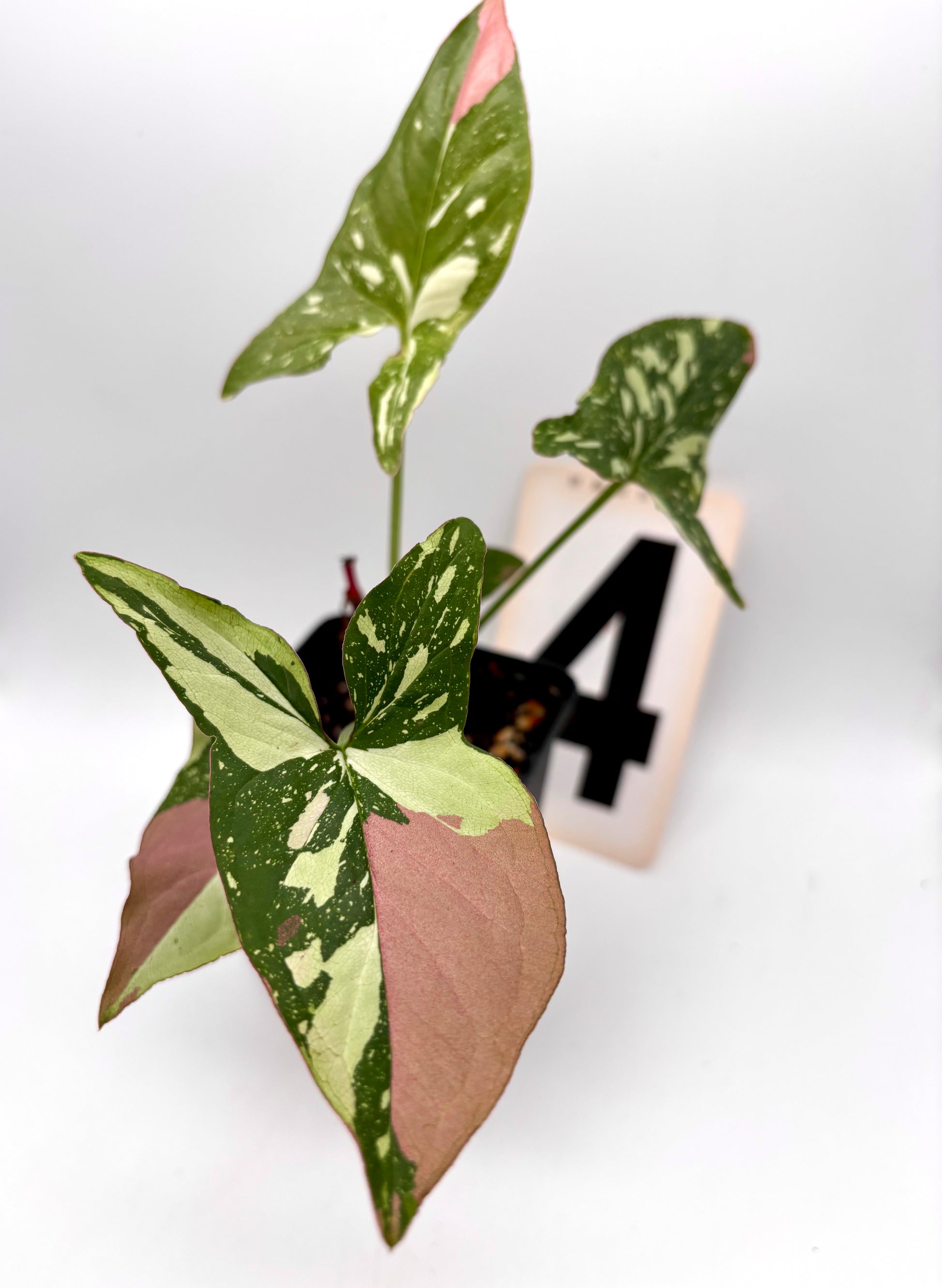 Syngonium Red Spot Tricolor