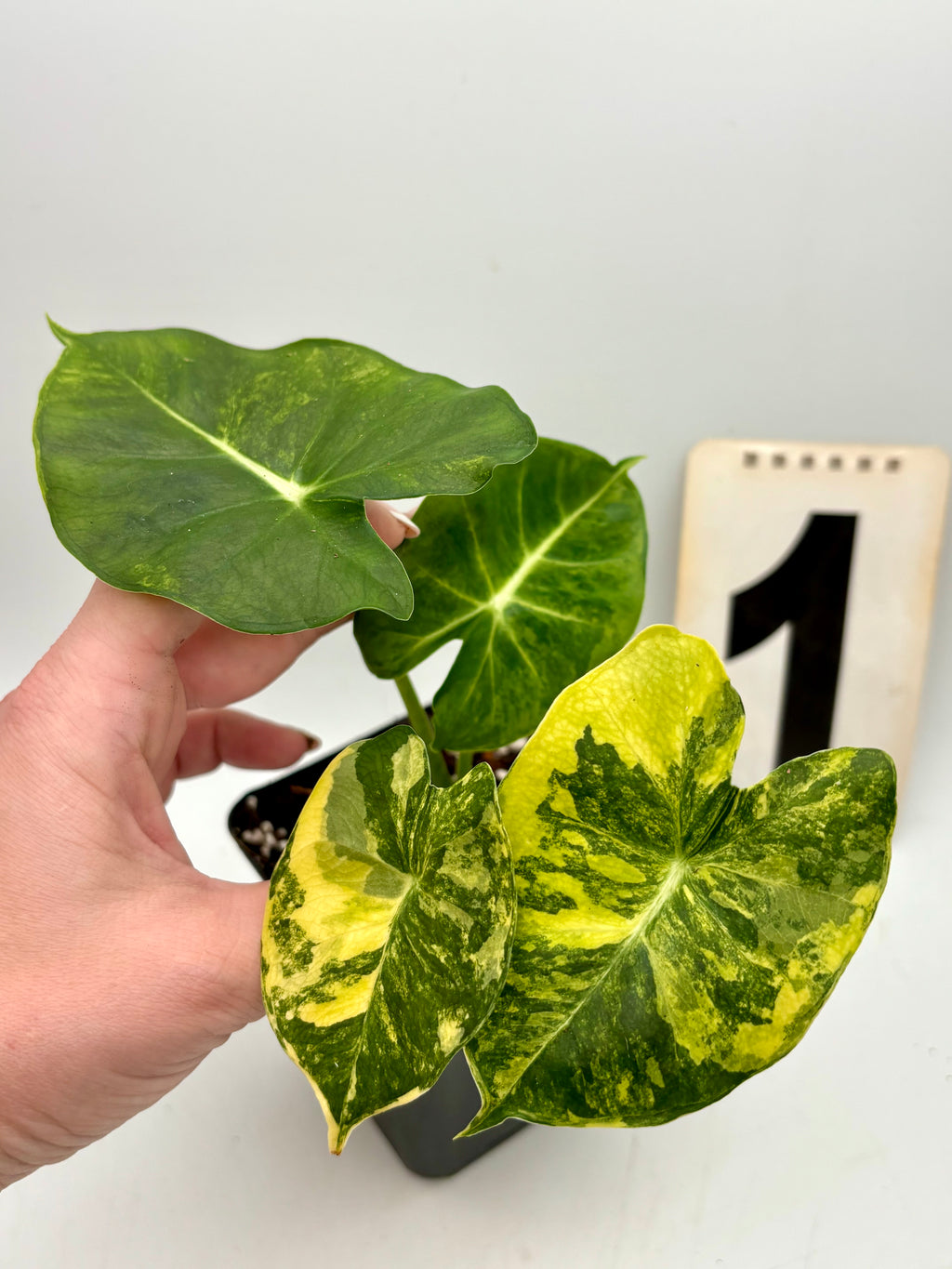 Alocasia London Eye Variegata