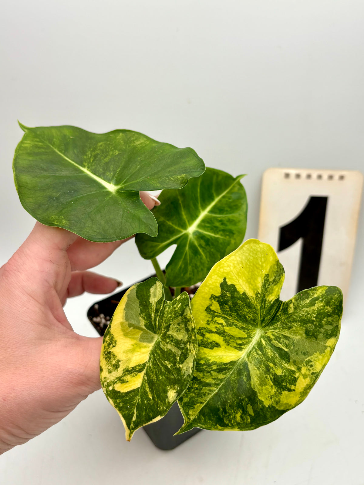 Alocasia London Eye Variegata