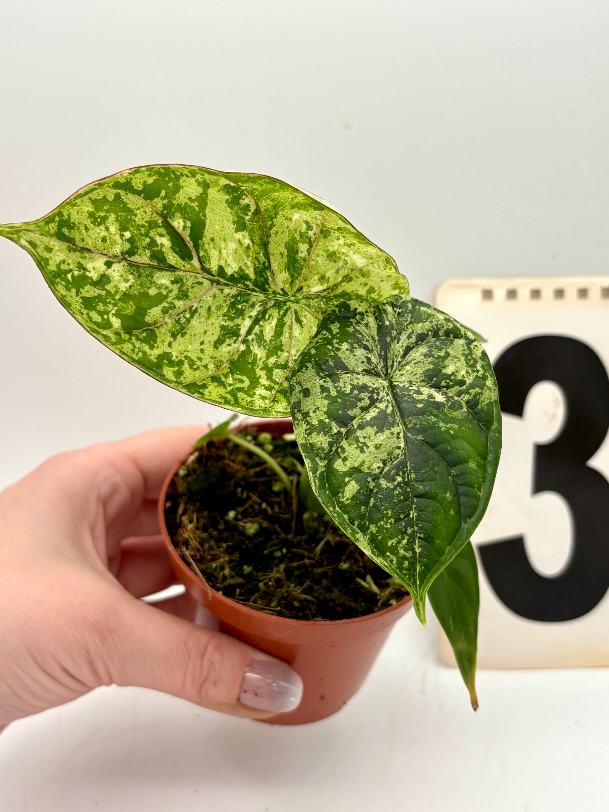 Alocasia Dragon Scale Mint - Exotic-Flowers