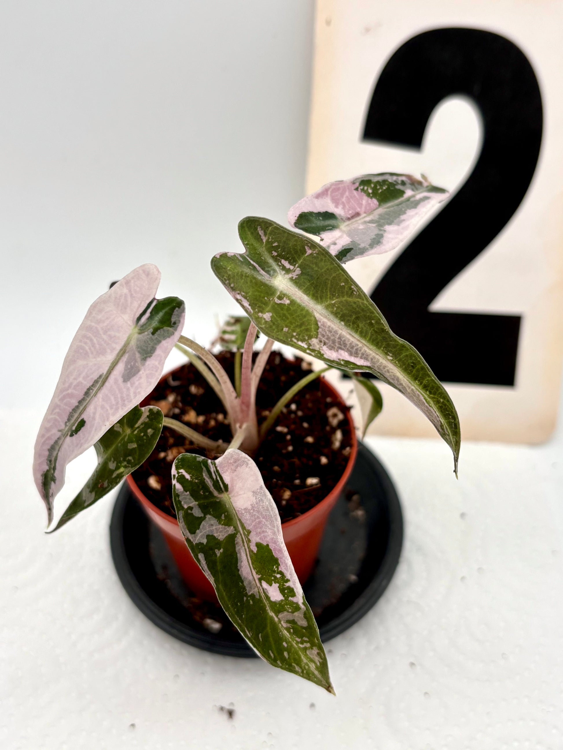 Alocasia Bambino Variegata