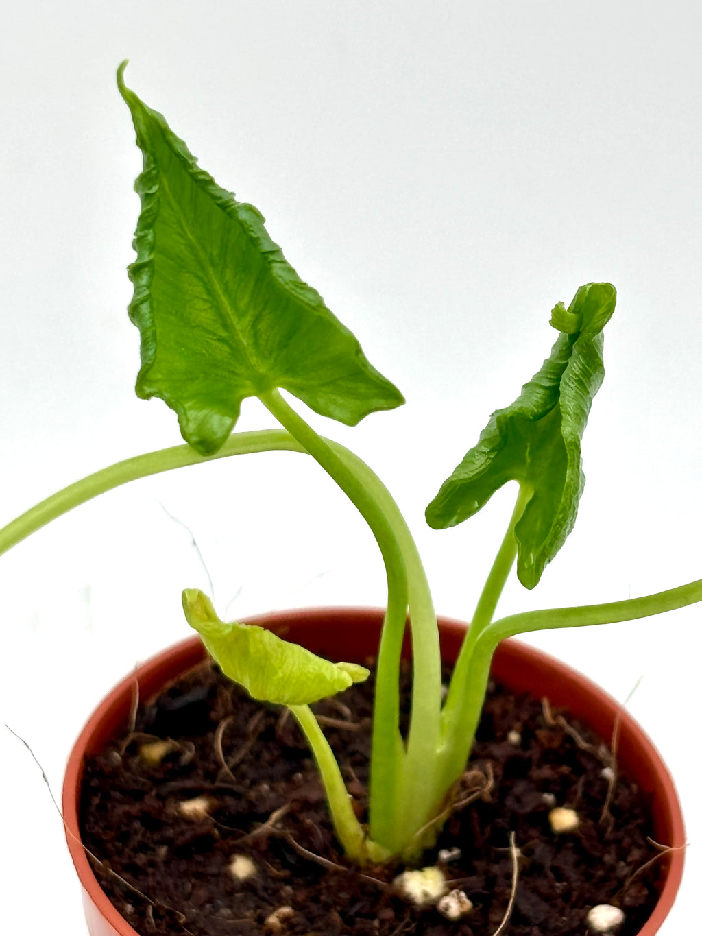 Alocasia Cucullata Crinkles