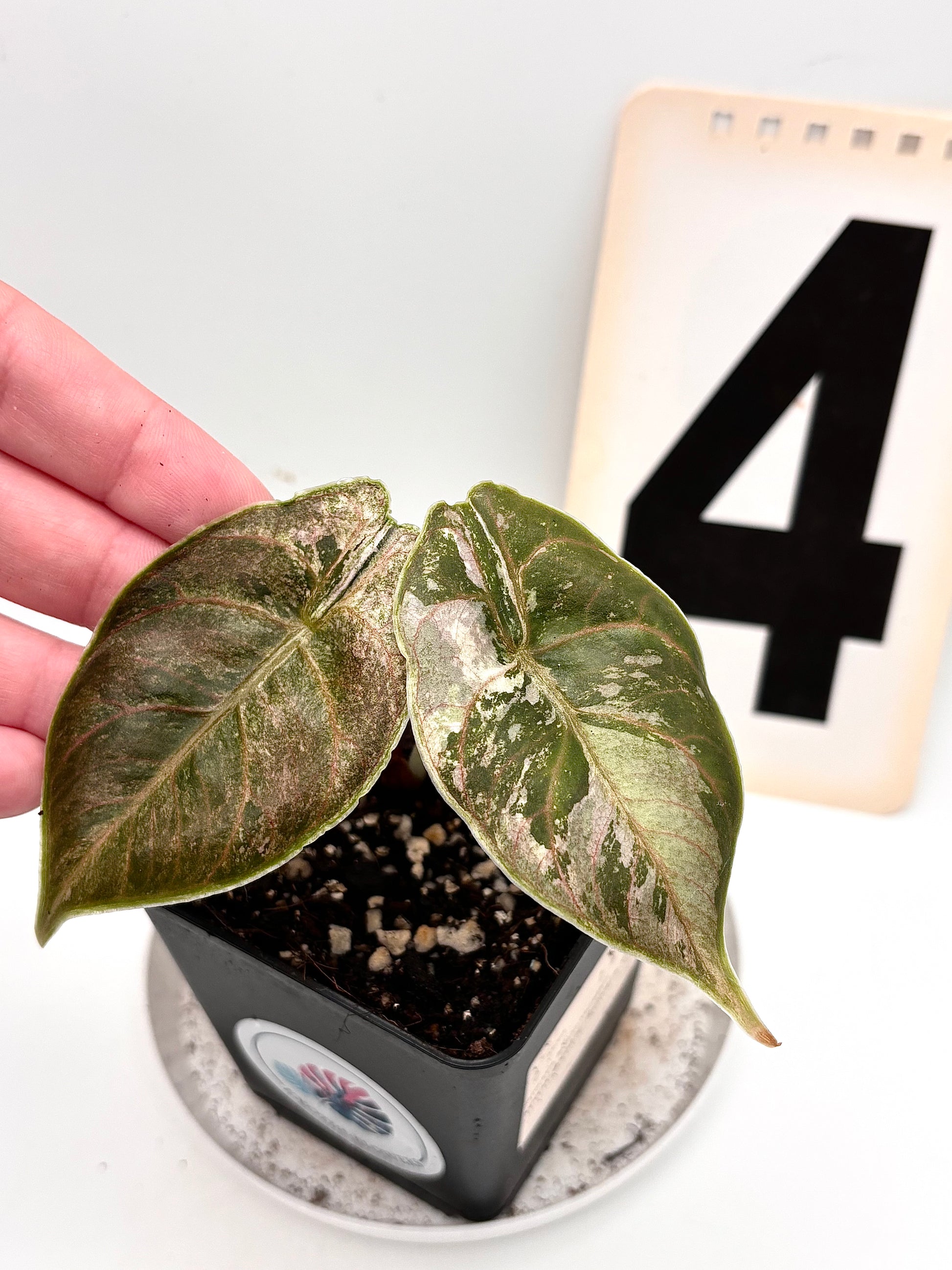 Alocasia Azlanii Variegata