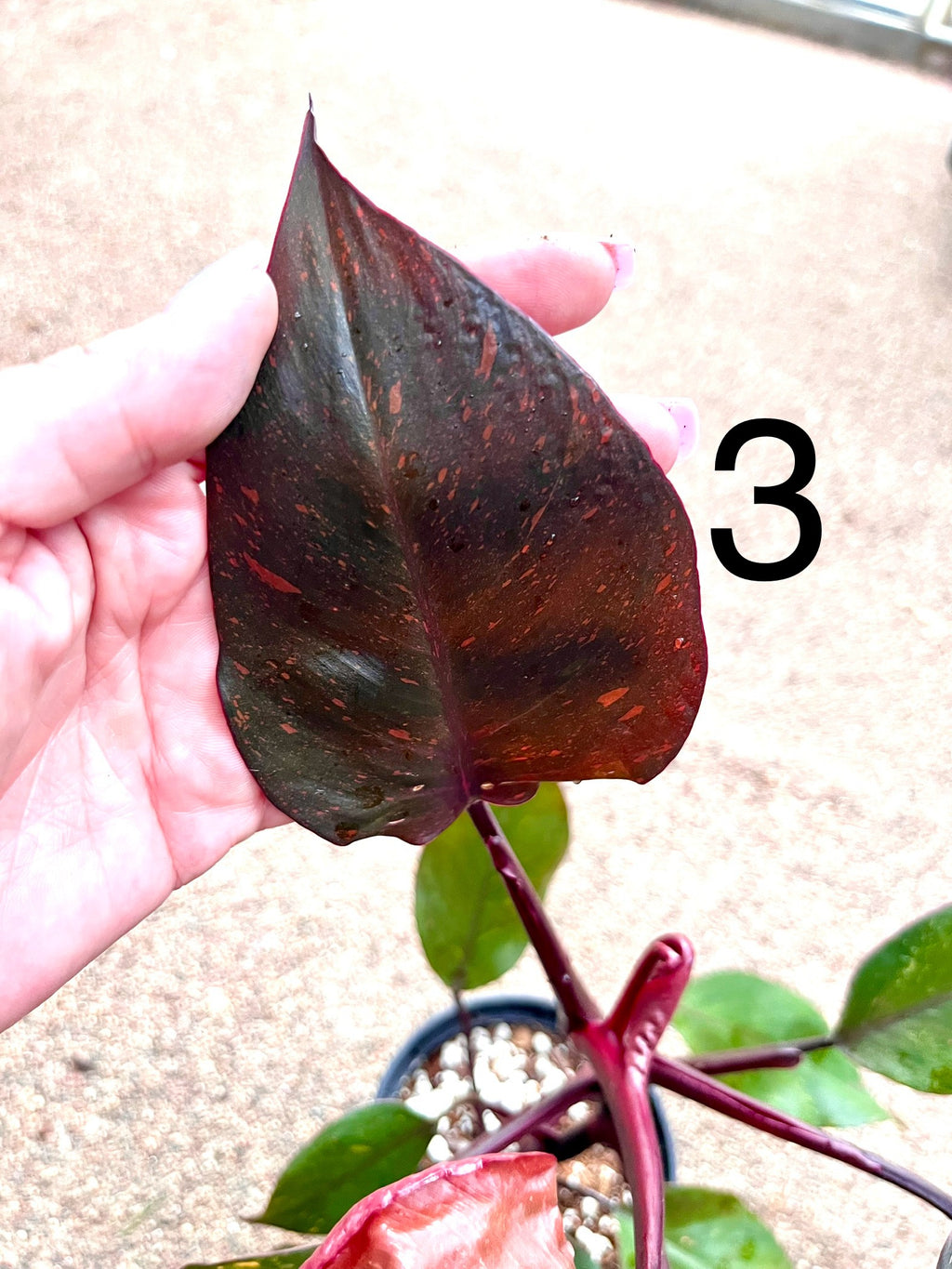 Philodendron Orange Princess