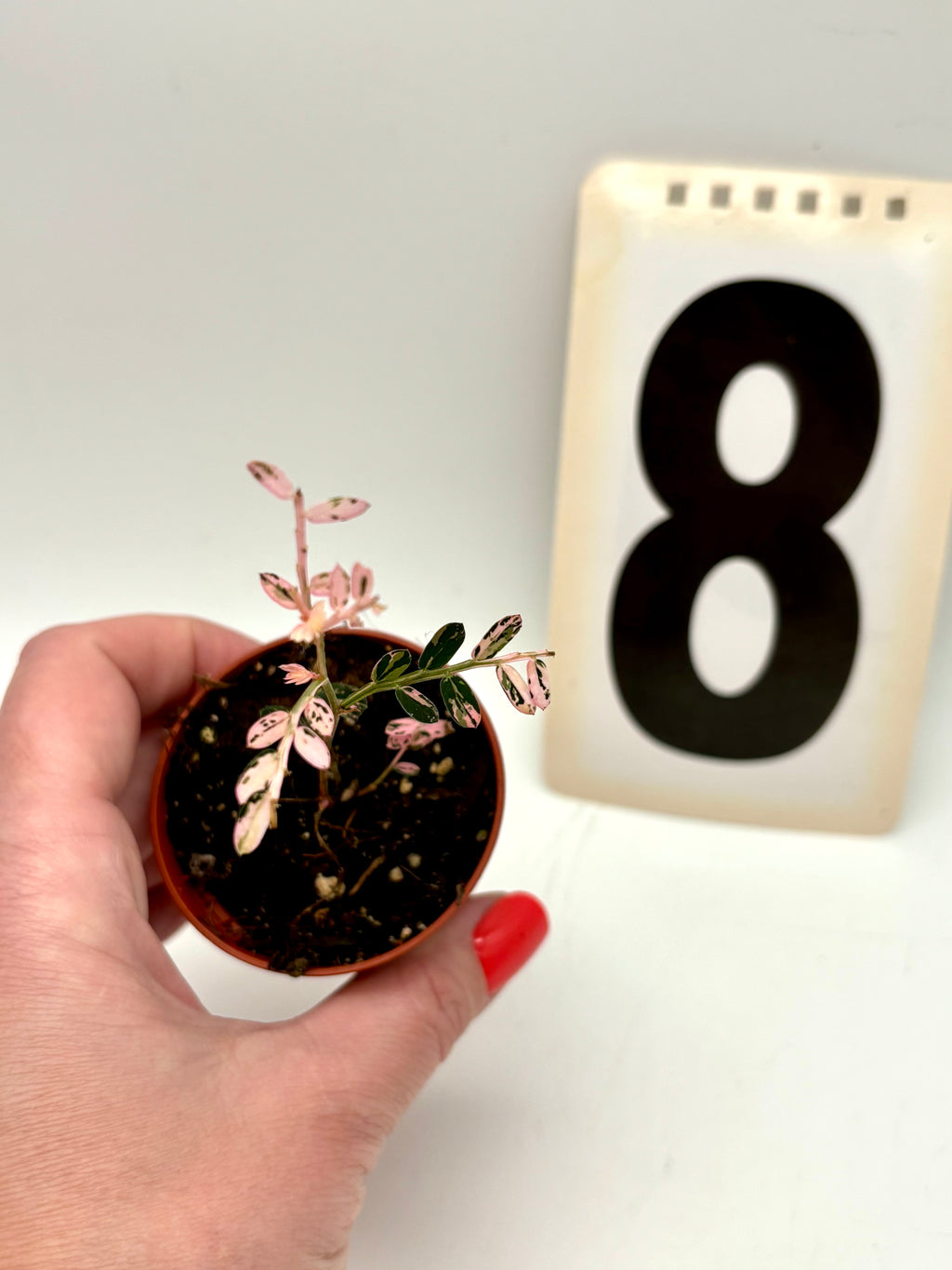 Phyllanthus Urinaria Pink Variegata