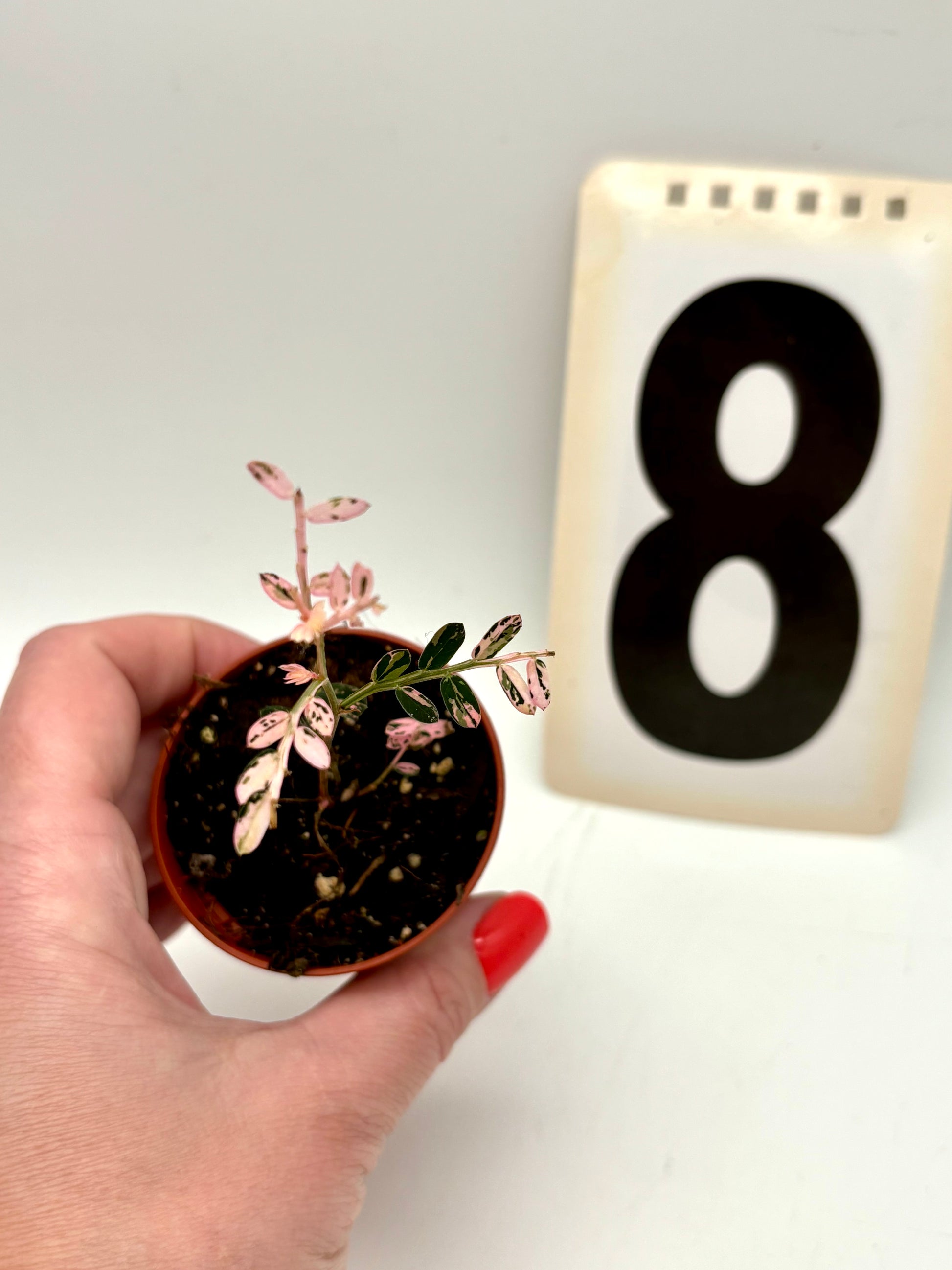 Phyllanthus Urinaria Pink Variegata