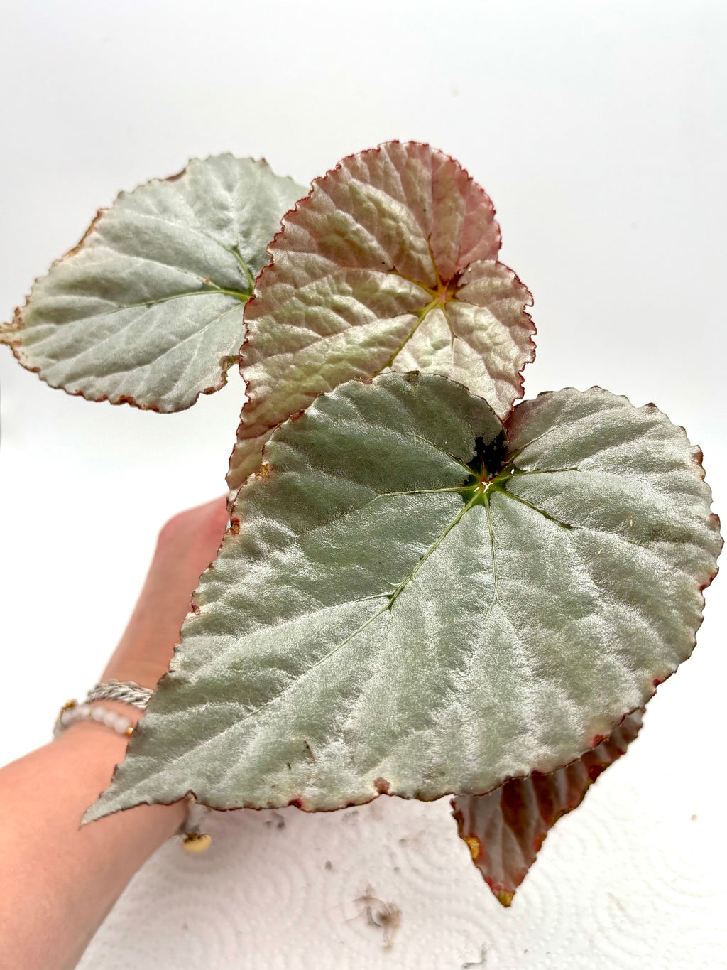 Grau Earl Begonie von Exotic-Flowers, detailreiche Blüte mit grünen Blättern, perfekt für Zimmerpflanzen und Dekoration.