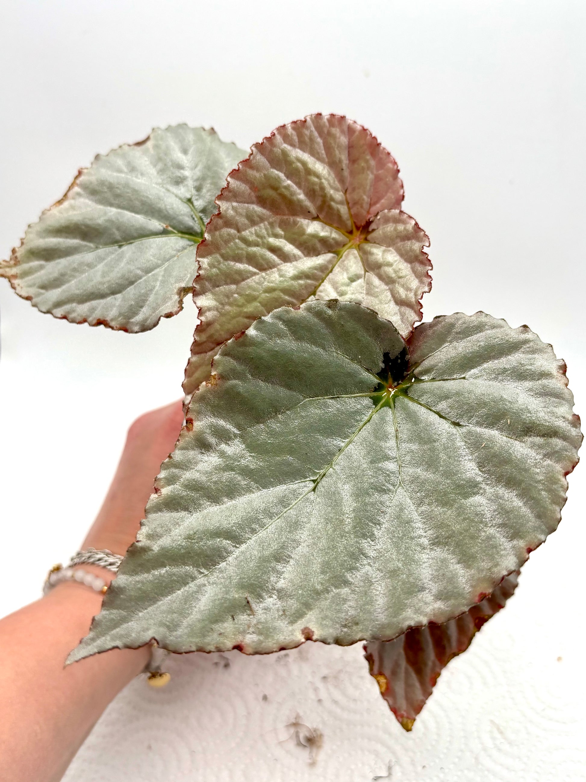 Grau Earl Begonie von Exotic-Flowers, detailreiche Blüte mit grünen Blättern, perfekt für Zimmerpflanzen und Dekoration.