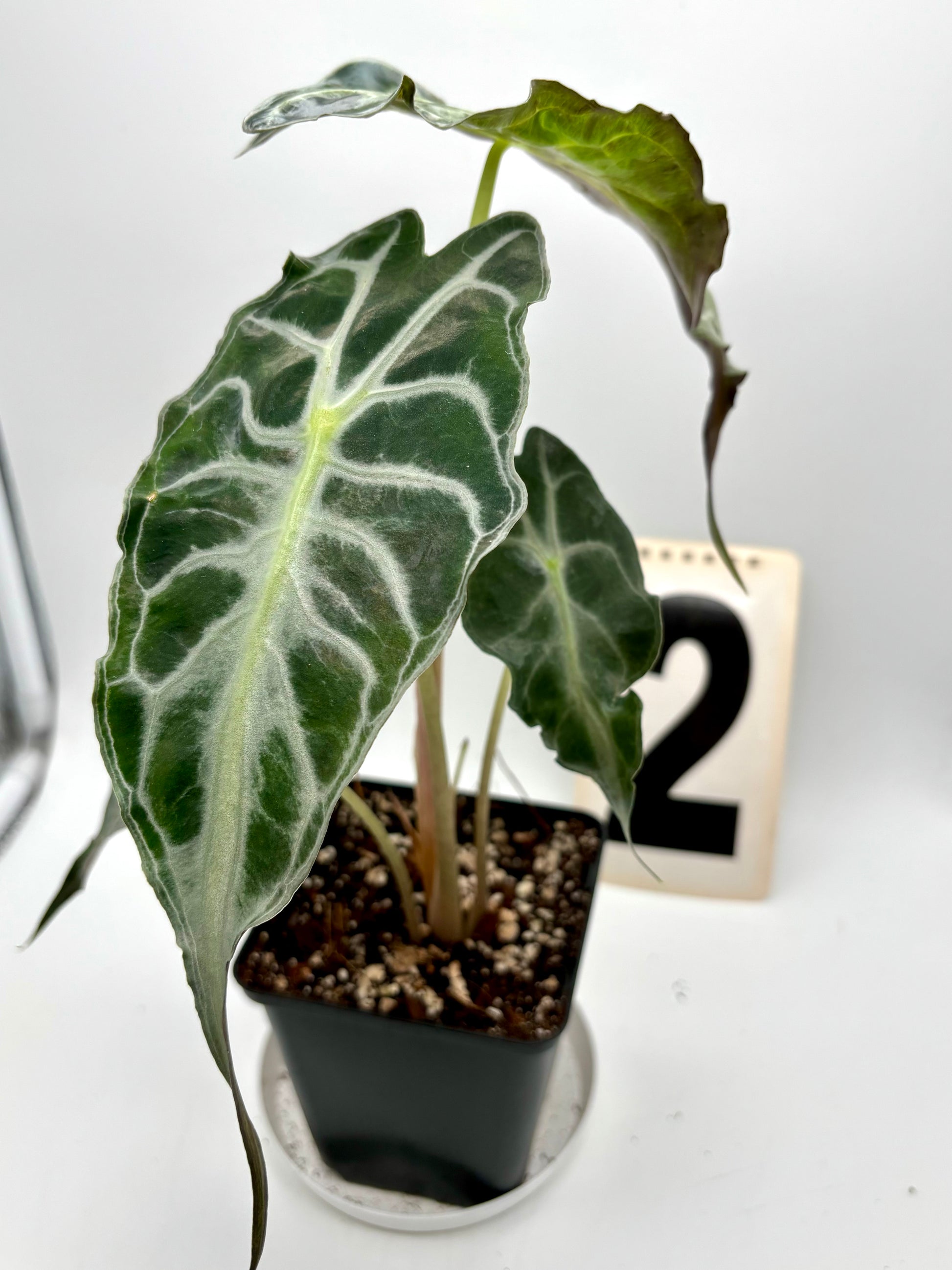 Alocasia Venom