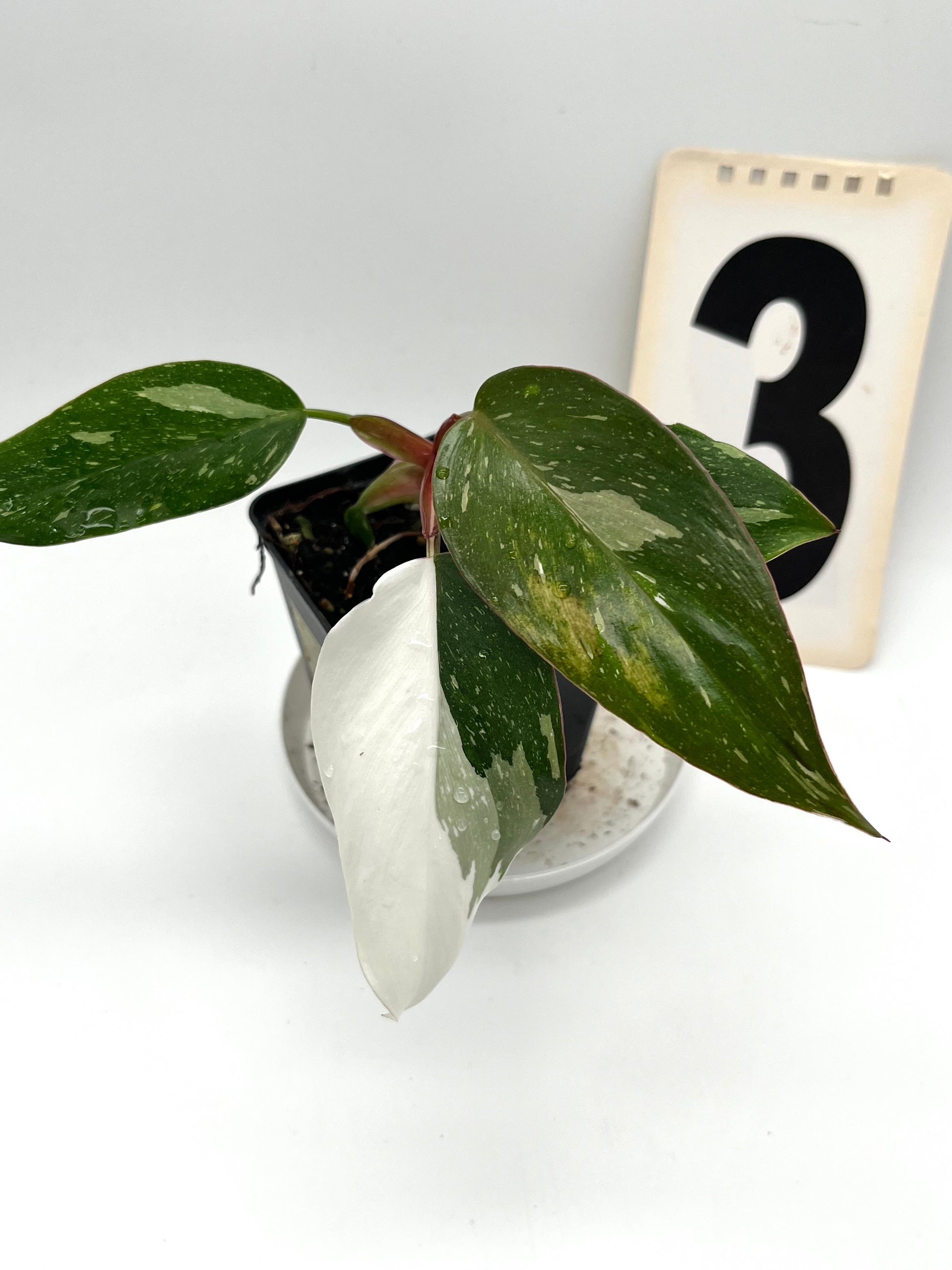 Philodendron Red Anderson