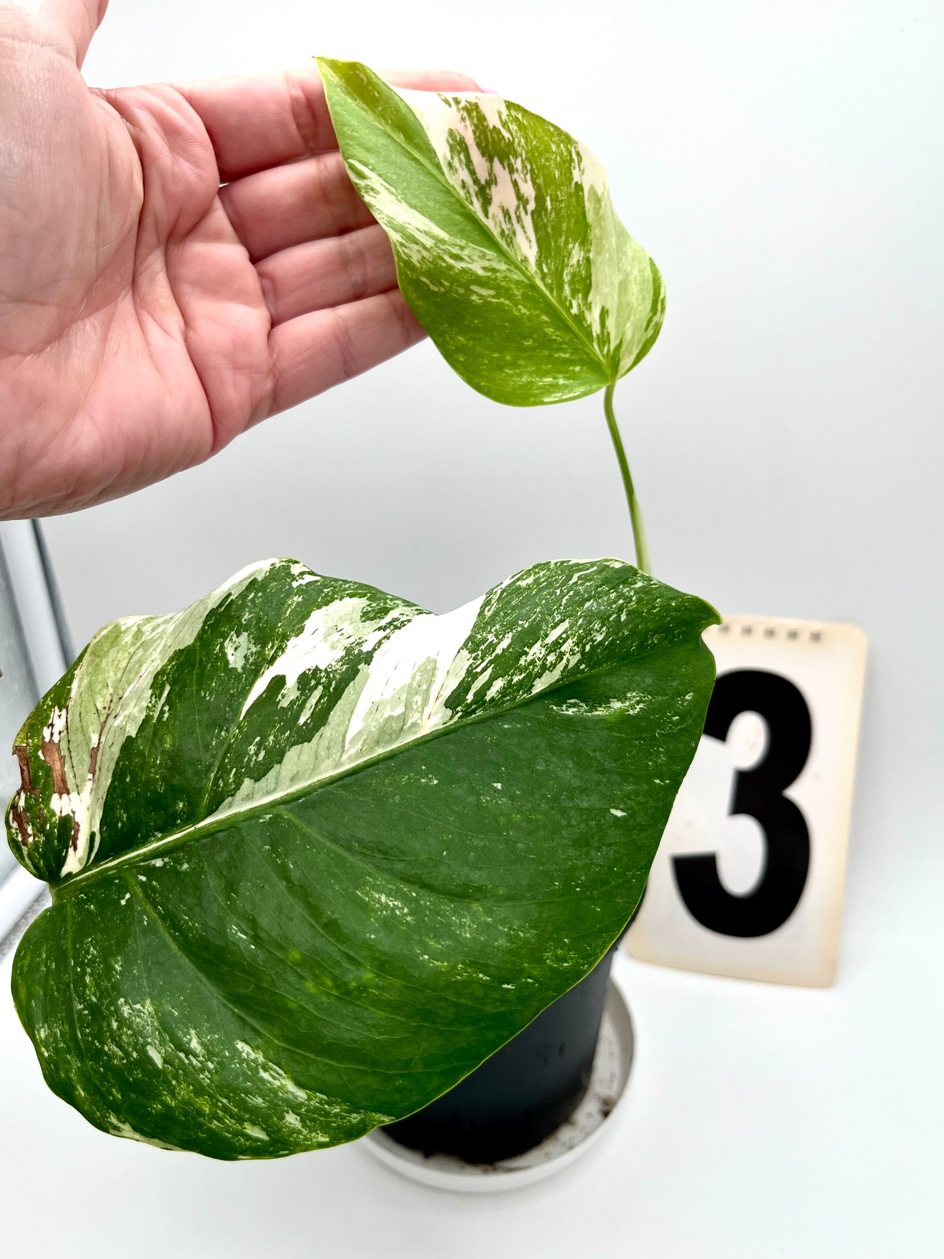 Monstera Variegata