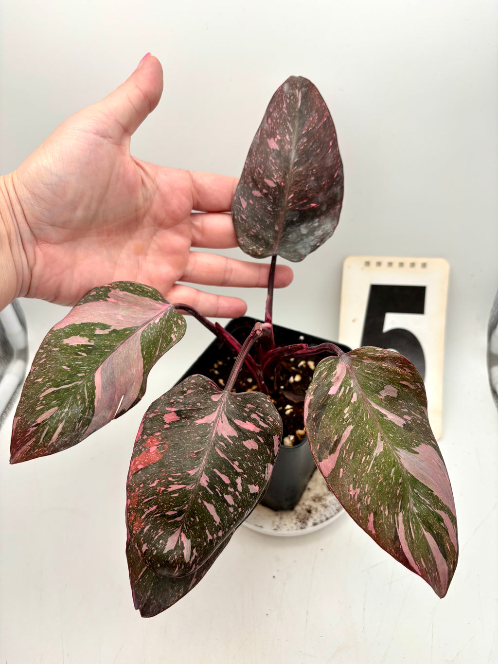 Philodendron Pink Princess Marble Pflanze mit pinken und grünen Blättern, exotische Zimmerpflanze von Exotic-Flowers