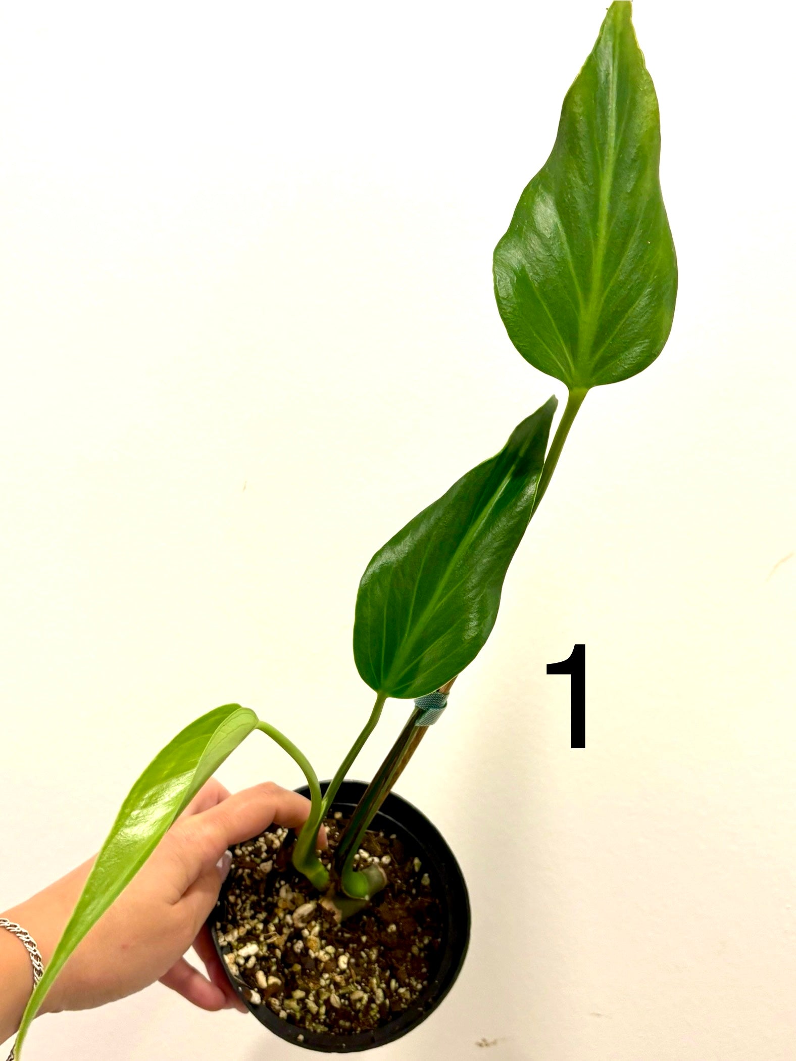 Grüne Monstera Burle Marx Flame Pflanze von Exotic-Flowers mit großem, gezacktem Blatt und exotischem Muster.