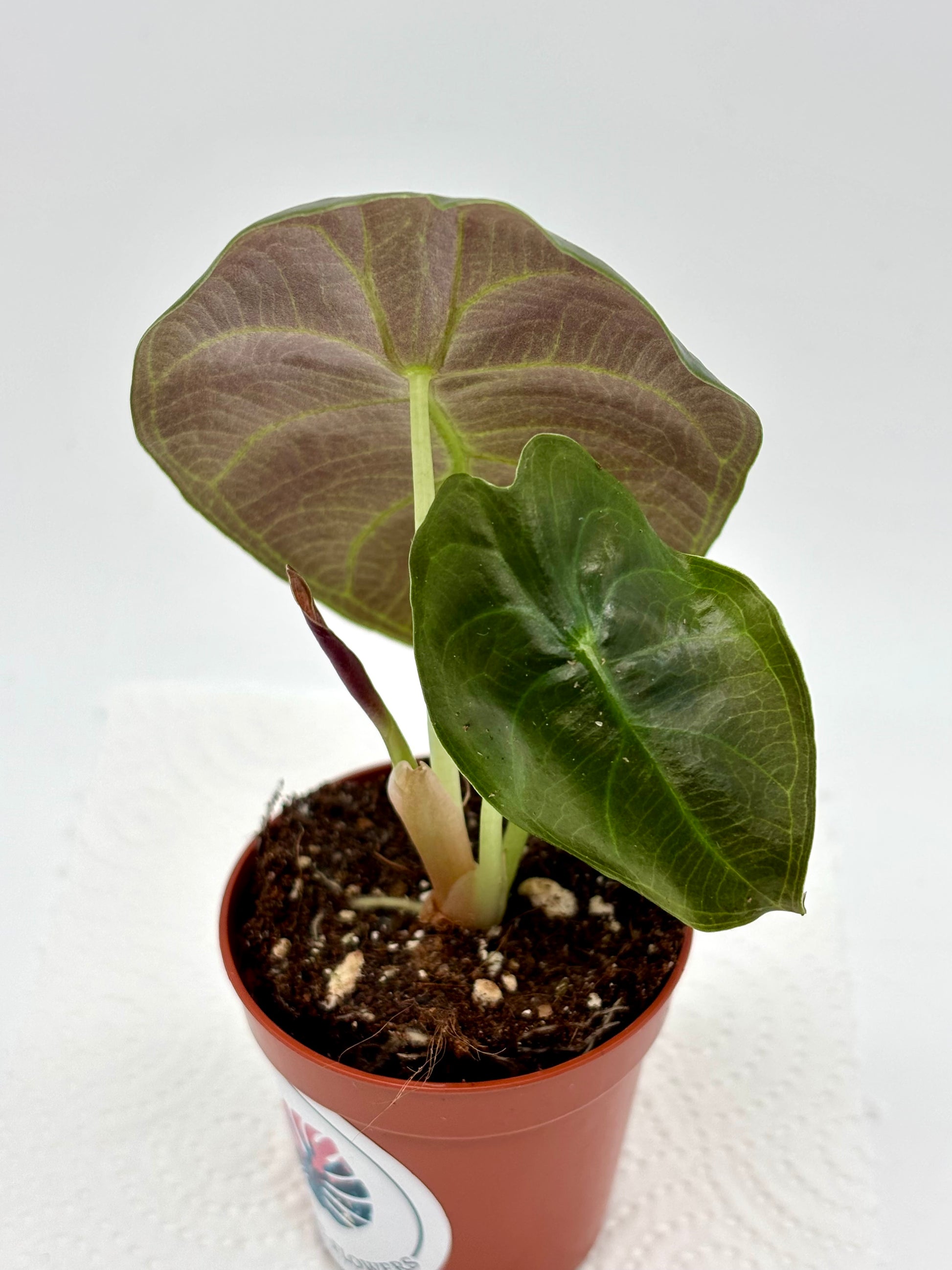 Alocasia Sedenii