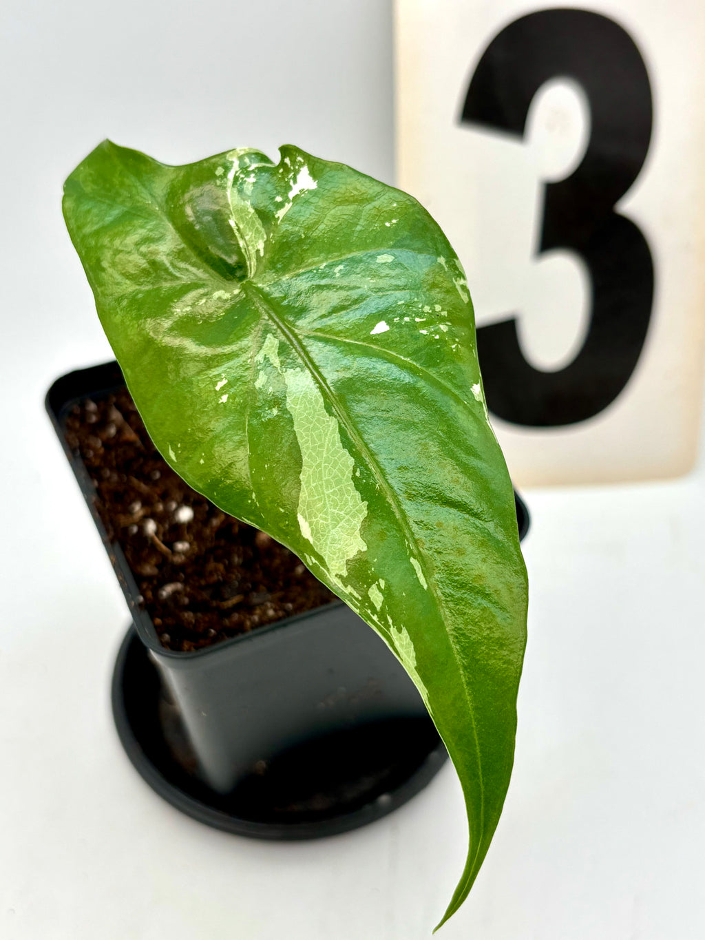 Alocasia Simpo Albo Variegata Pflanze mit silber-weißen, gestreiften Blättern von Exotic-Flowers, im Top auf einem Holzuntergrund
