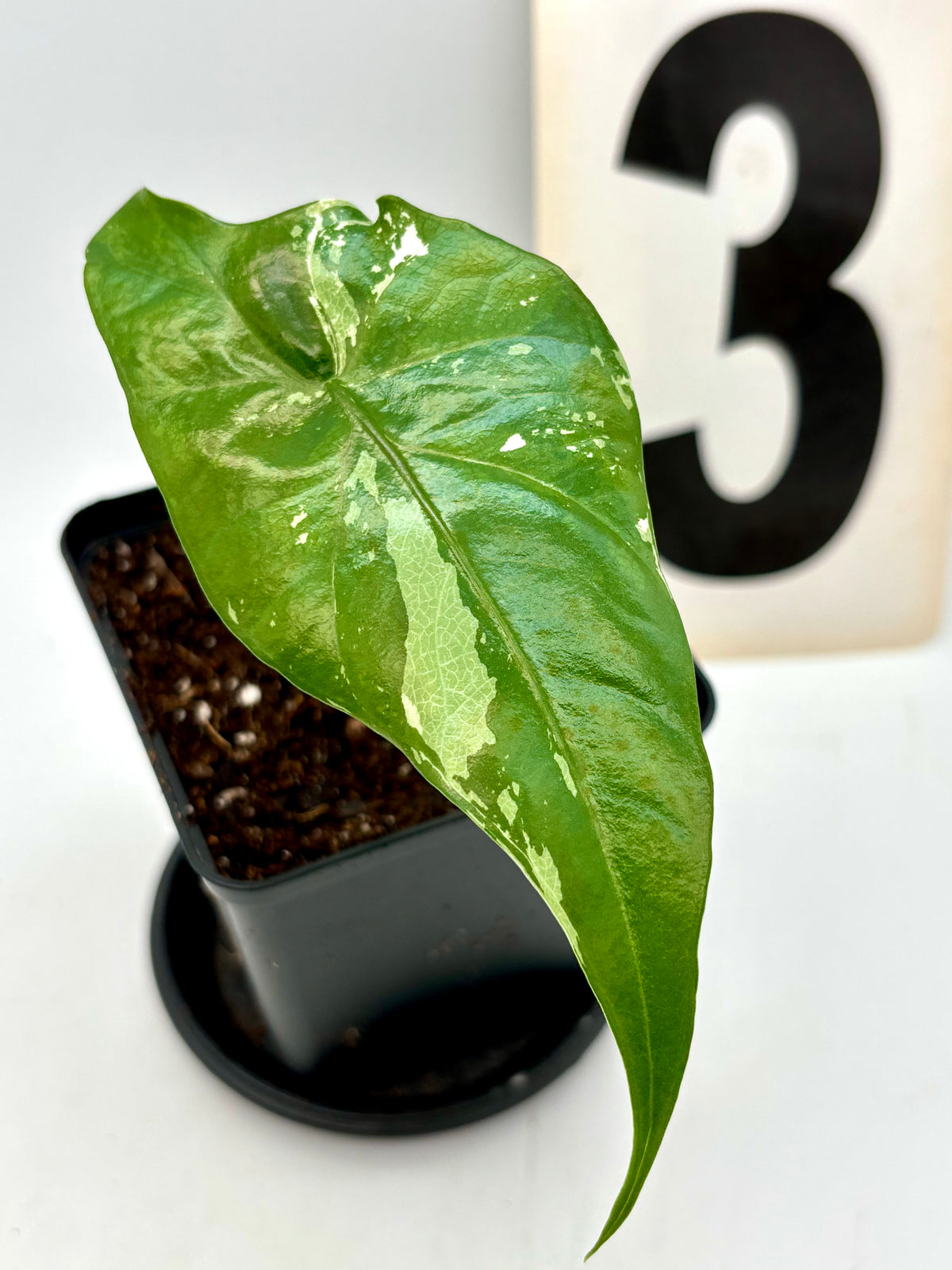 Alocasia Simpo Albo Variegata Pflanze mit silber-weißen, gestreiften Blättern von Exotic-Flowers, im Top auf einem Holzuntergrund