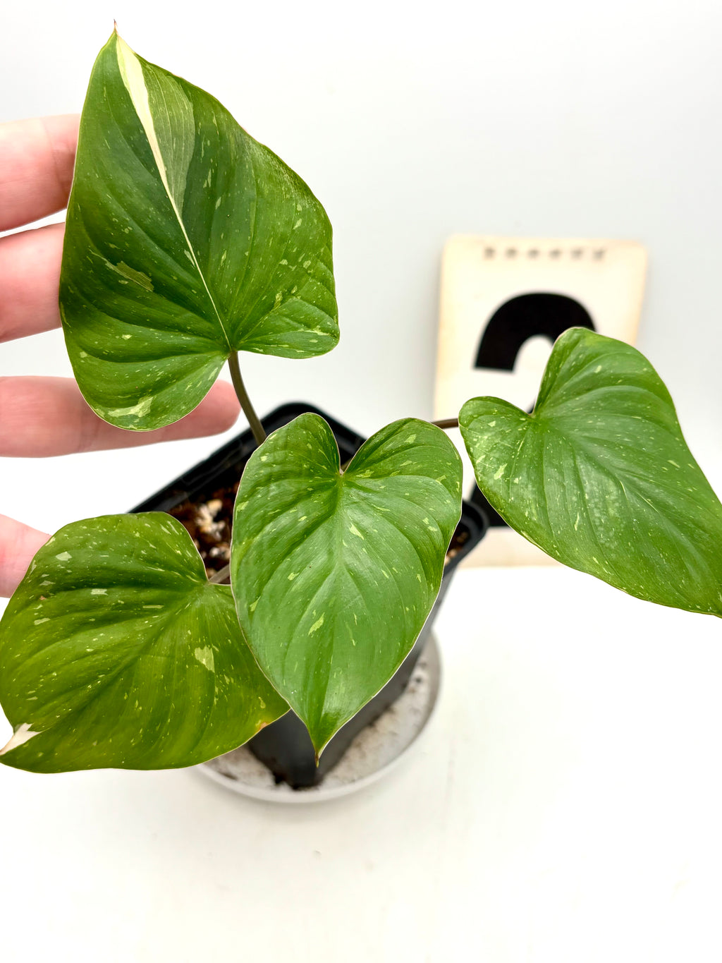 Homalomena Rubescens Variegata Pflanze mit grün-weißen, variierten Blättern, dekorativ im Topf auf einem Tisch platziert