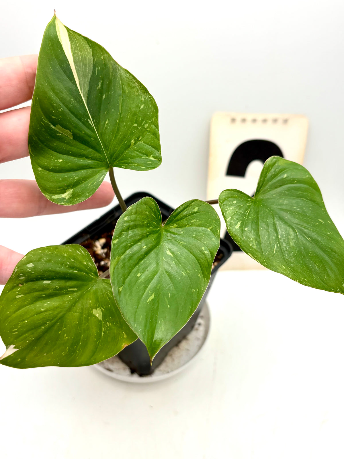 Homalomena Rubescens Variegata Pflanze mit grün-weißen, variierten Blättern, dekorativ im Topf auf einem Tisch platziert