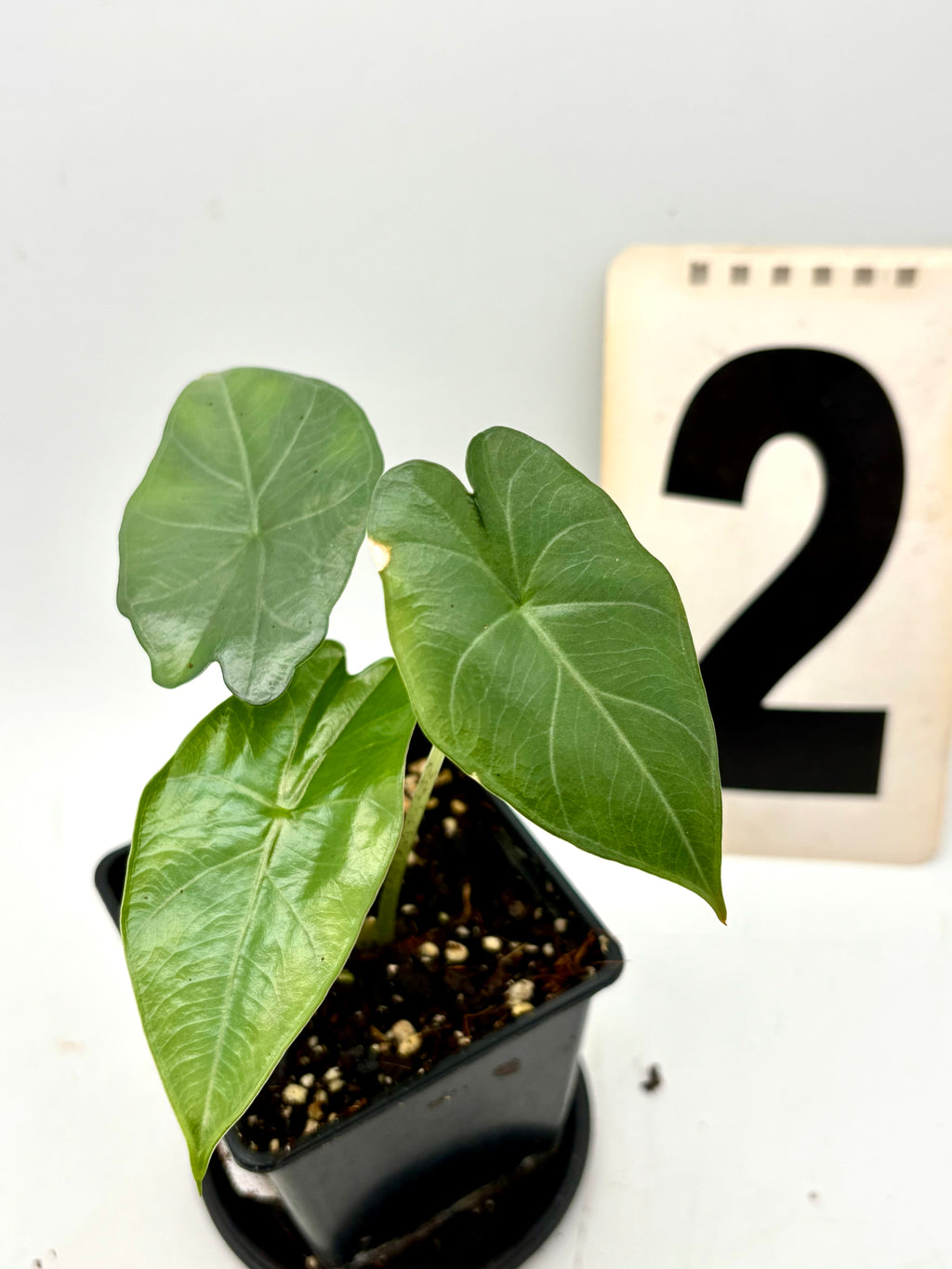 Alocasia Princeps