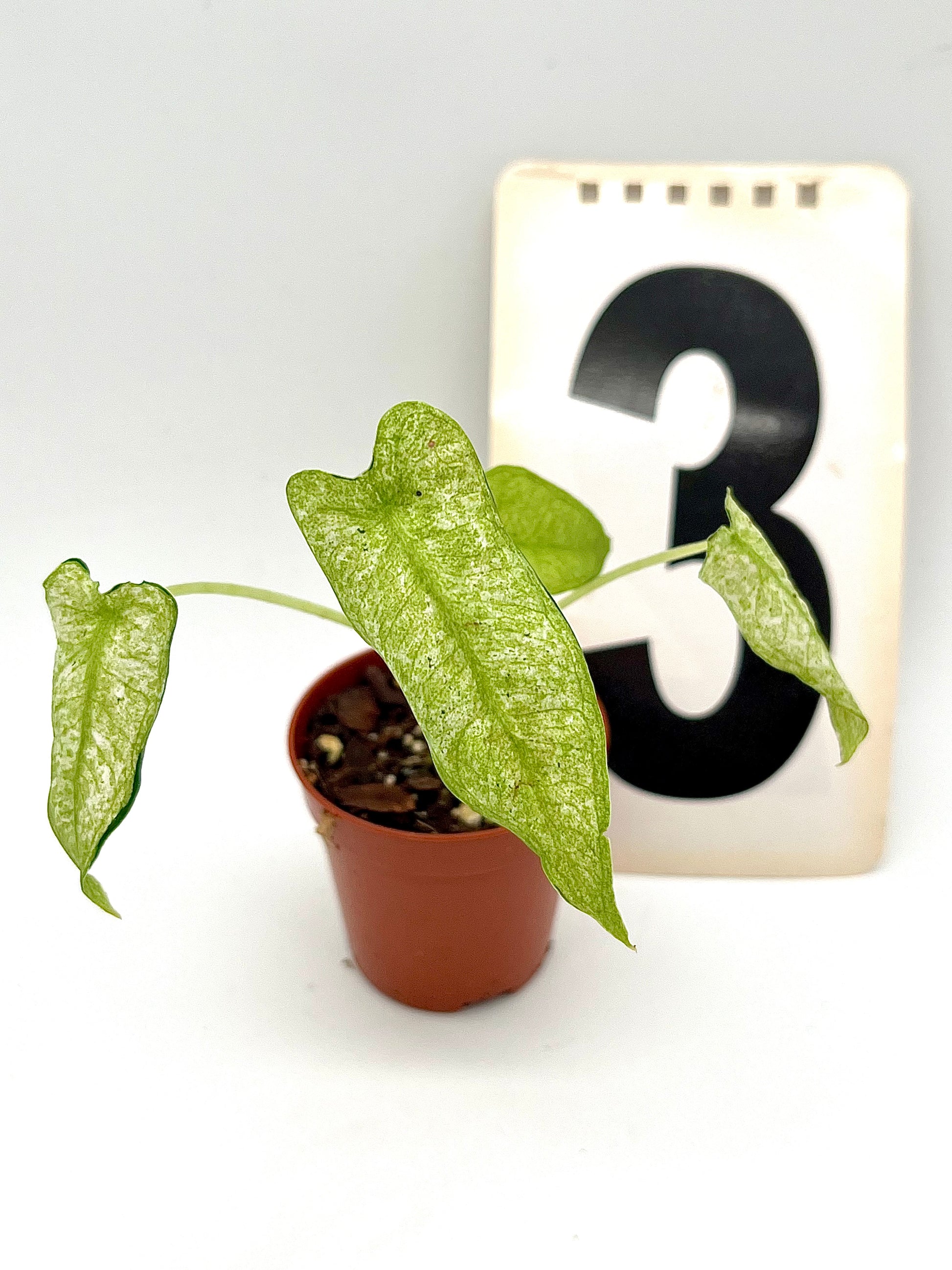 Alocasia Frydek Mint
