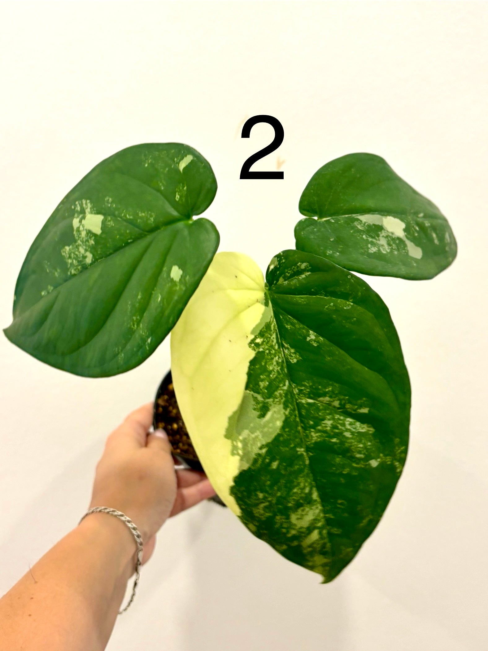 Variegierte Syngonium Chiapense Pflanze mit grünen und weißen Blättern, im Top auf einem Holzständer präsentiert.
