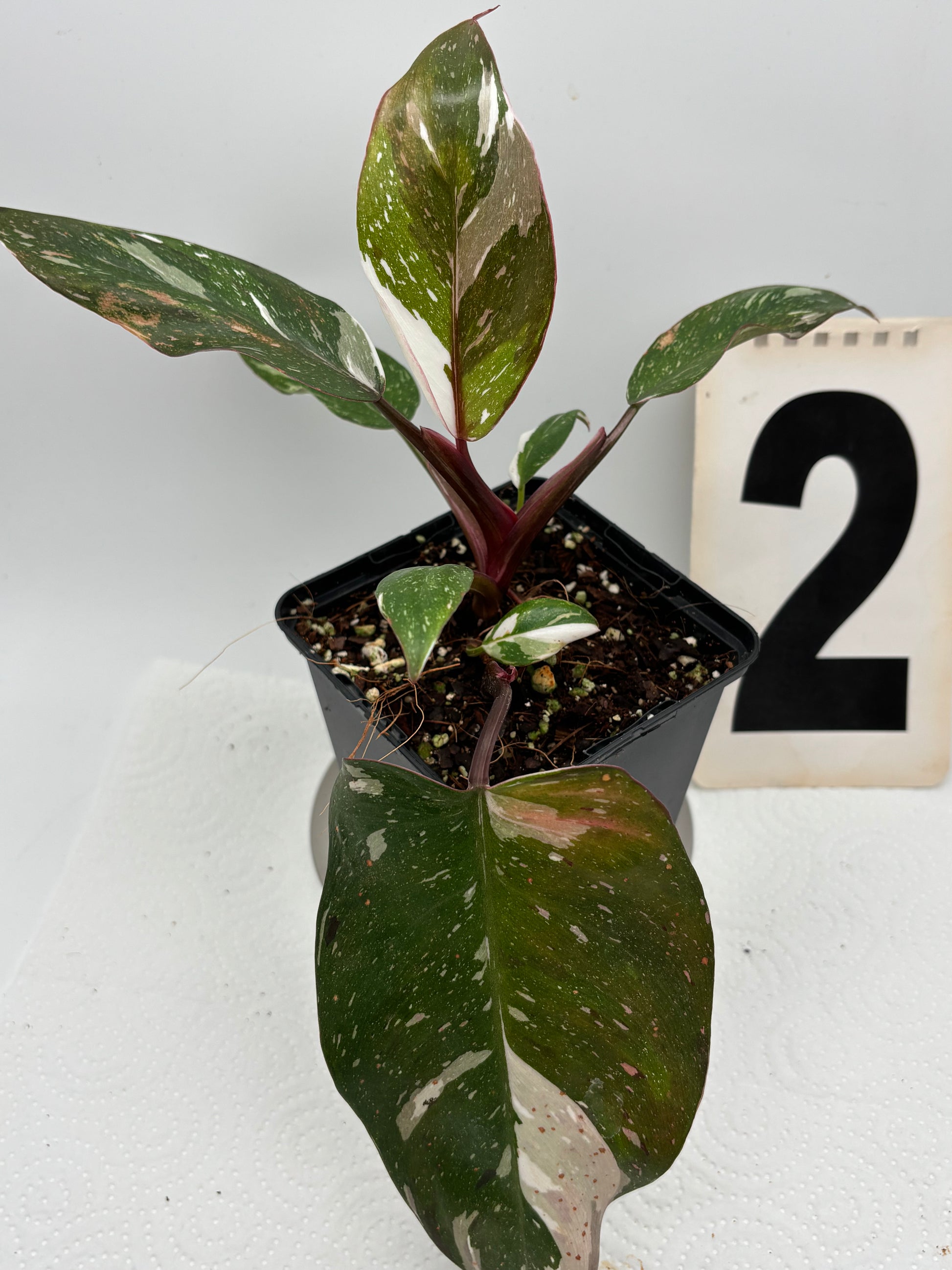 Philodendron Red Anderson Pflanze mit roten Blättern, exotische Zimmerpflanze von Exotic-Flowers, Grünpflanze im Topf