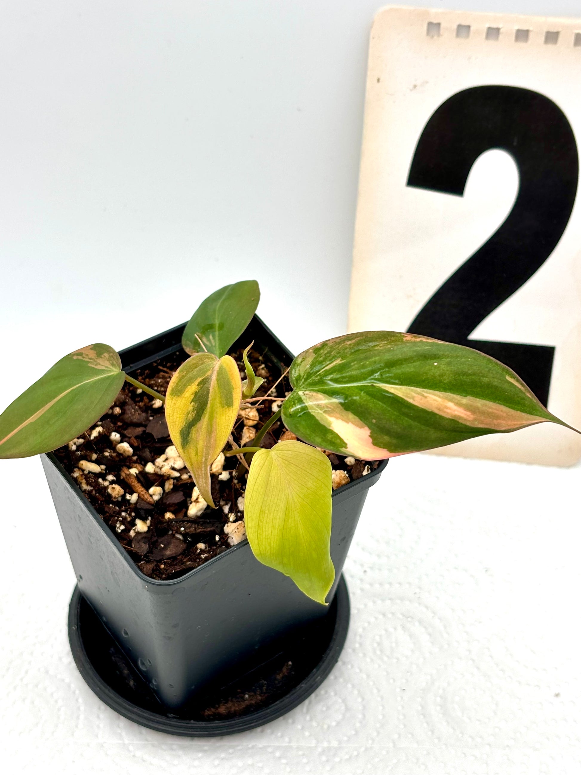 Philodendron Micans Variegata