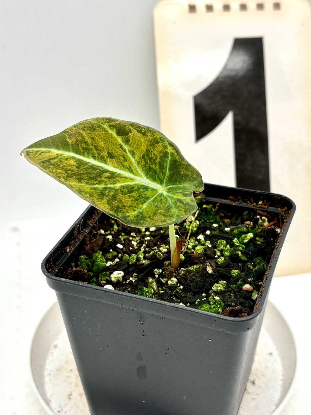 Alocasia Black Velvet Aurea Variegata